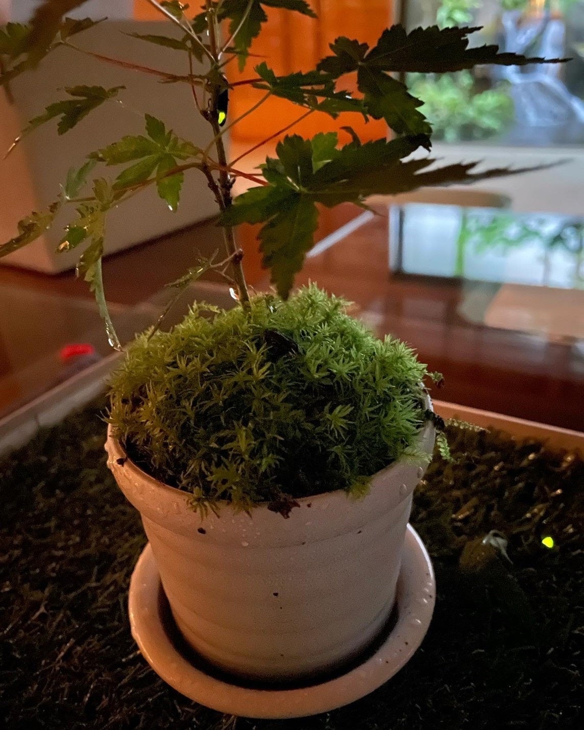 2022海石榴　蛍の宴