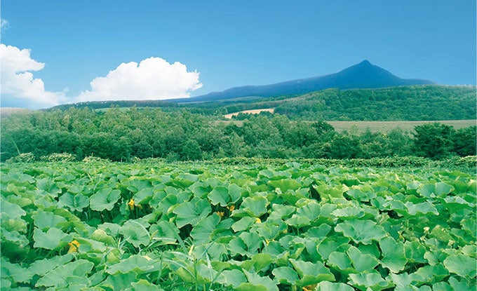 北海道・自社農園「のぐち北湯沢ファーム」