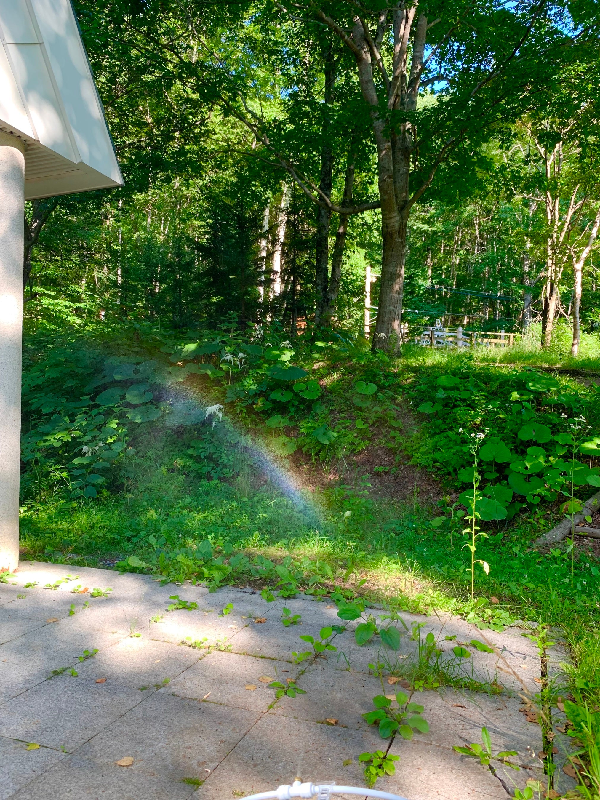 虹と一緒に写真を撮ろう！