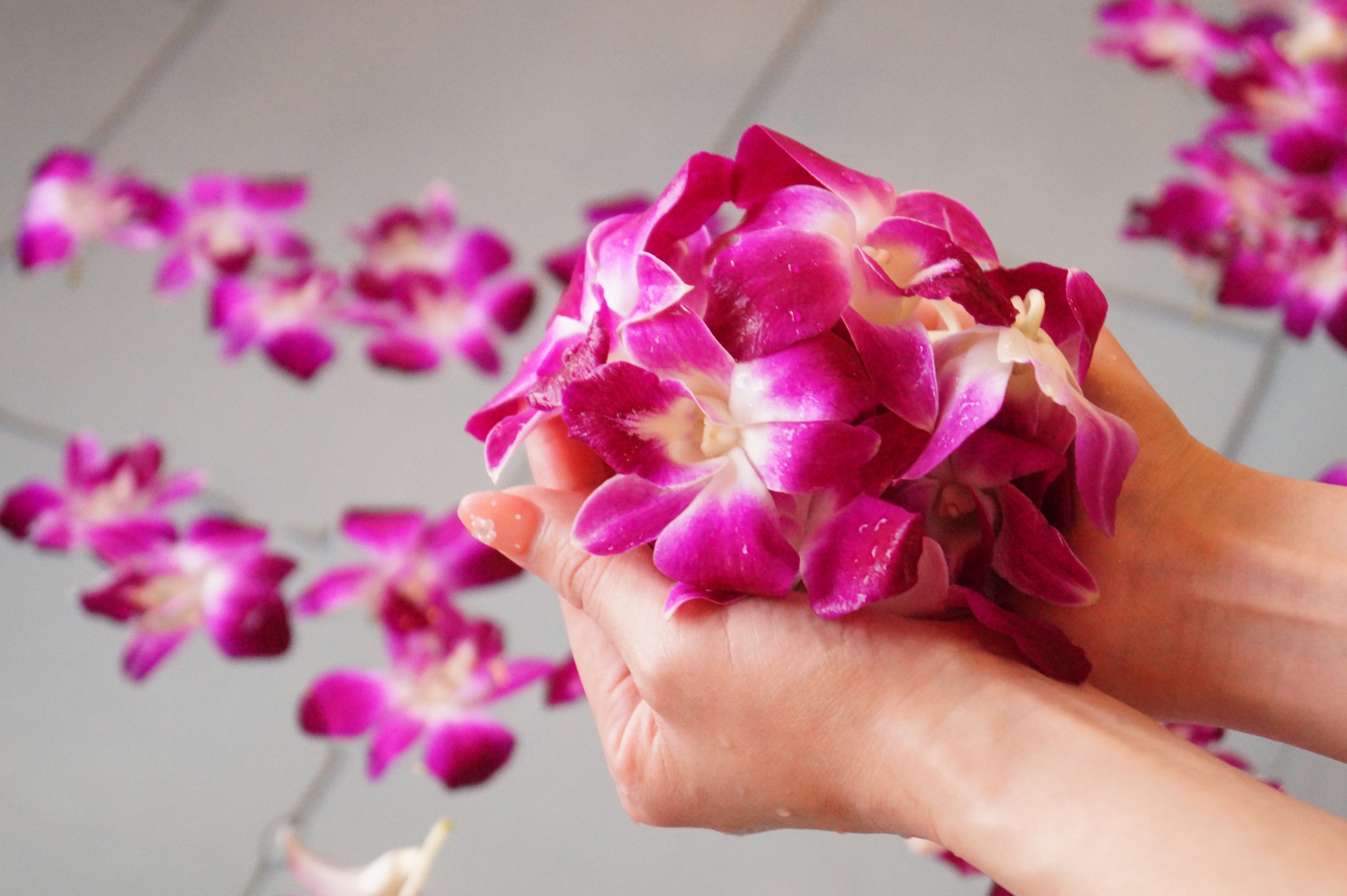 新登場『デンファレ』