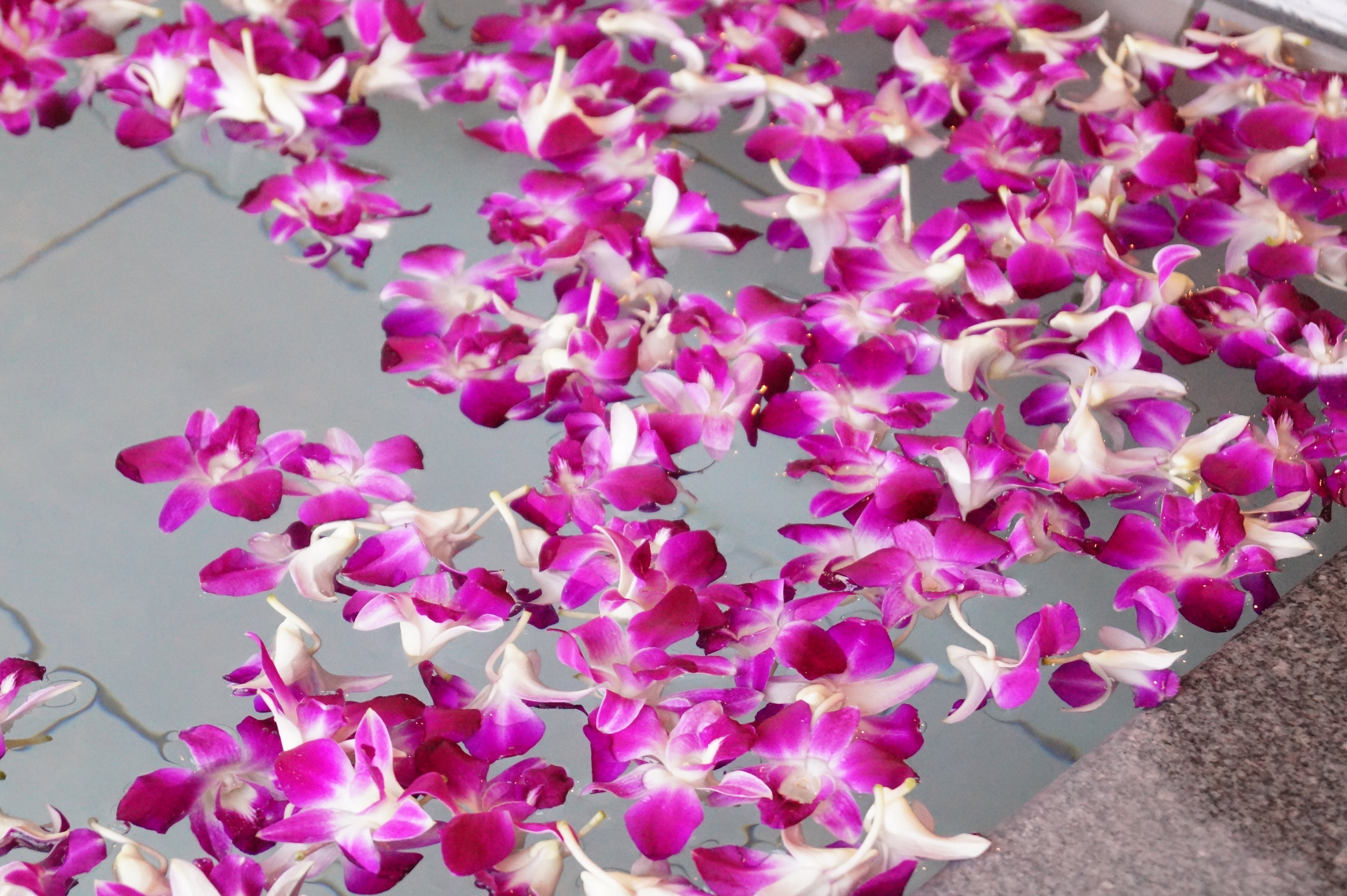 リゾート感あふれるデンファレ