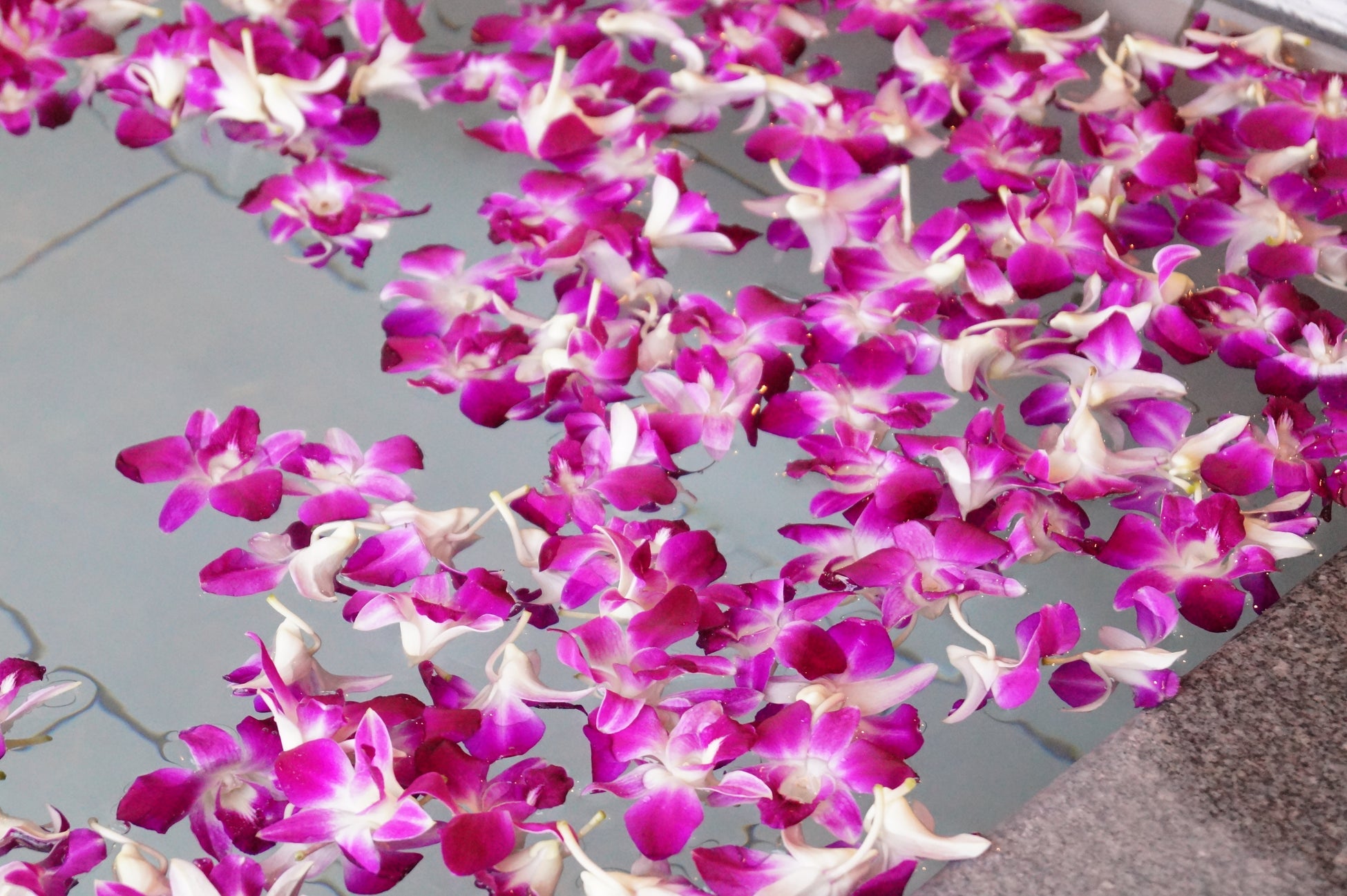 Hakodate海峡の風 デンファレ付のフラワーバスプラン発売 Hakodate海峡の風 デンファレ付のフラワーバスプラン発売