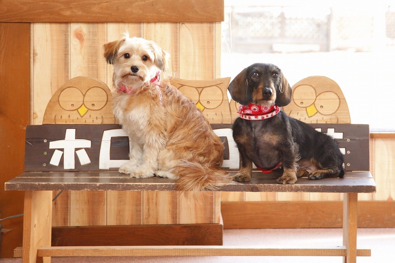 【ホロホロ山荘】わんちゃんと一緒に泊まれるホテル！愛犬との時間をお楽しみください