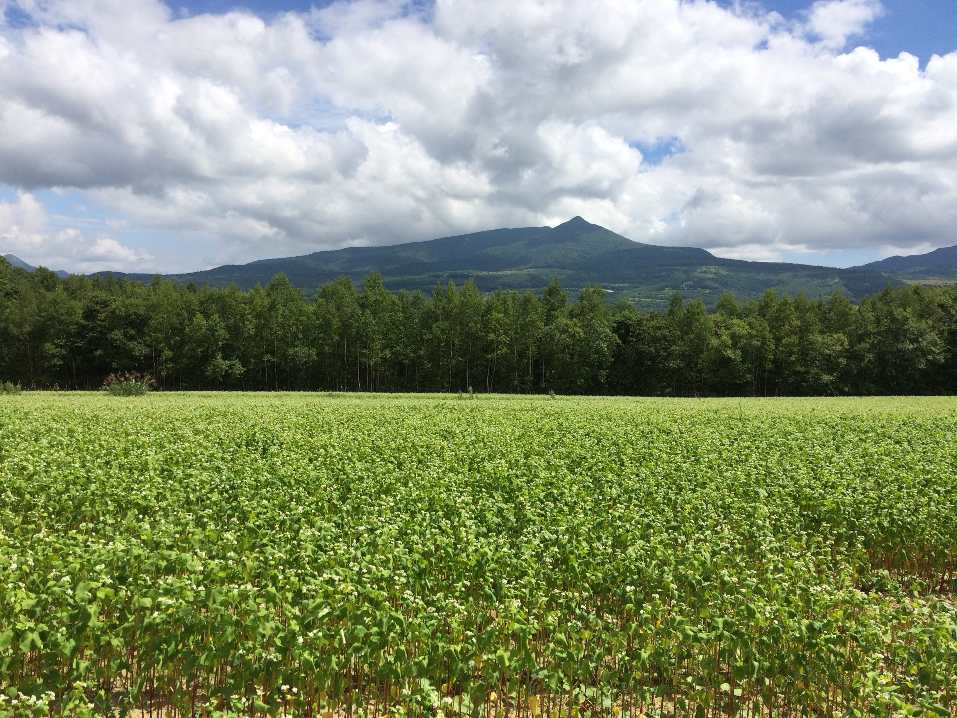 蕎麦畑