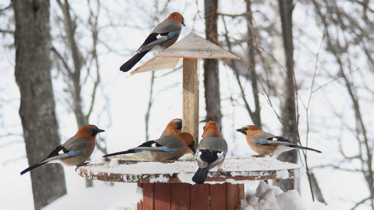 自然豊かな層雲峡。小鳥の姿を目にすることも。