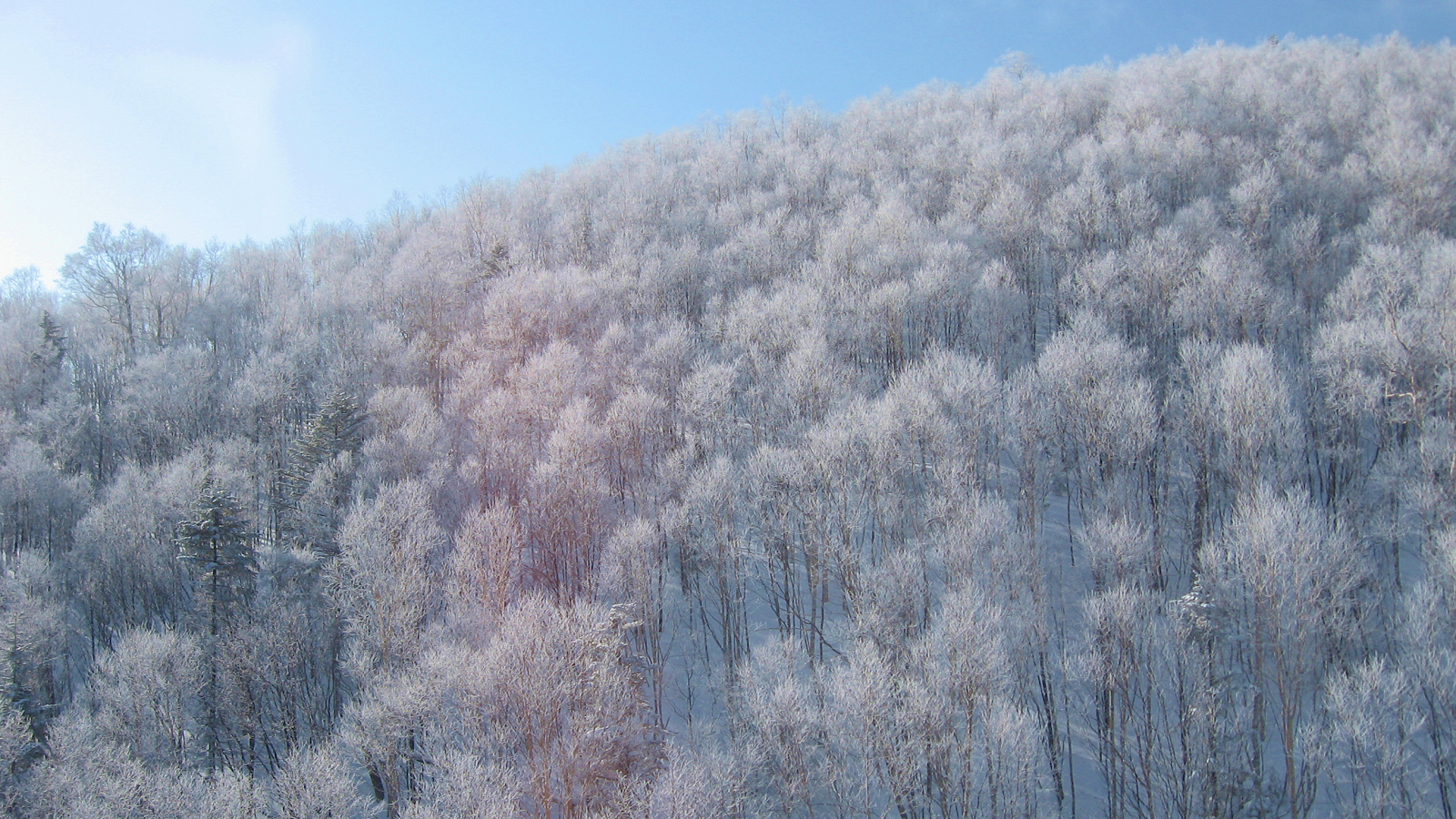 山深い層雲峡の自然