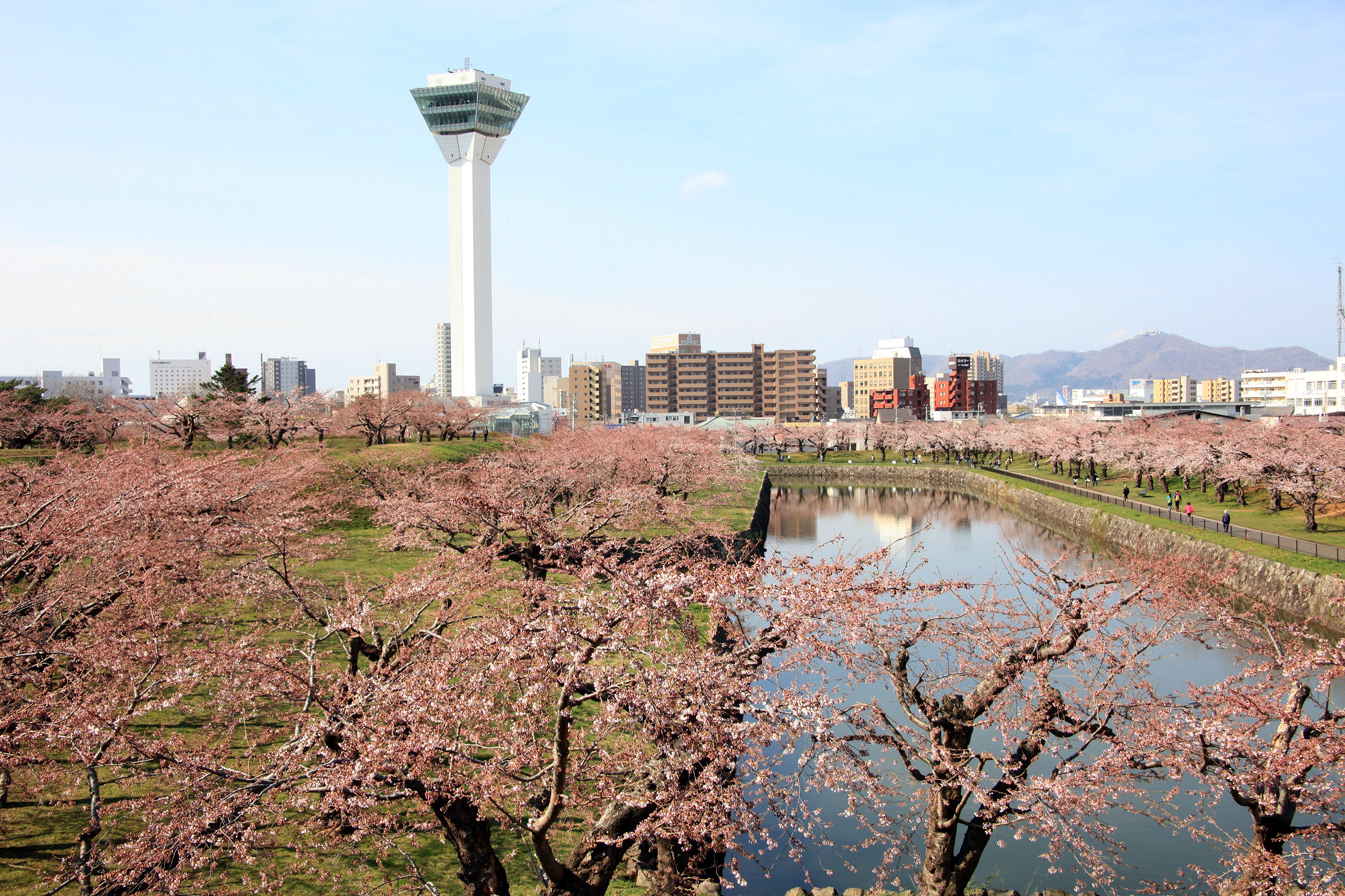 五稜郭公園の桜は絶景です