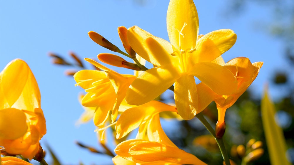 大雪森のガーデンで花を楽しむ！