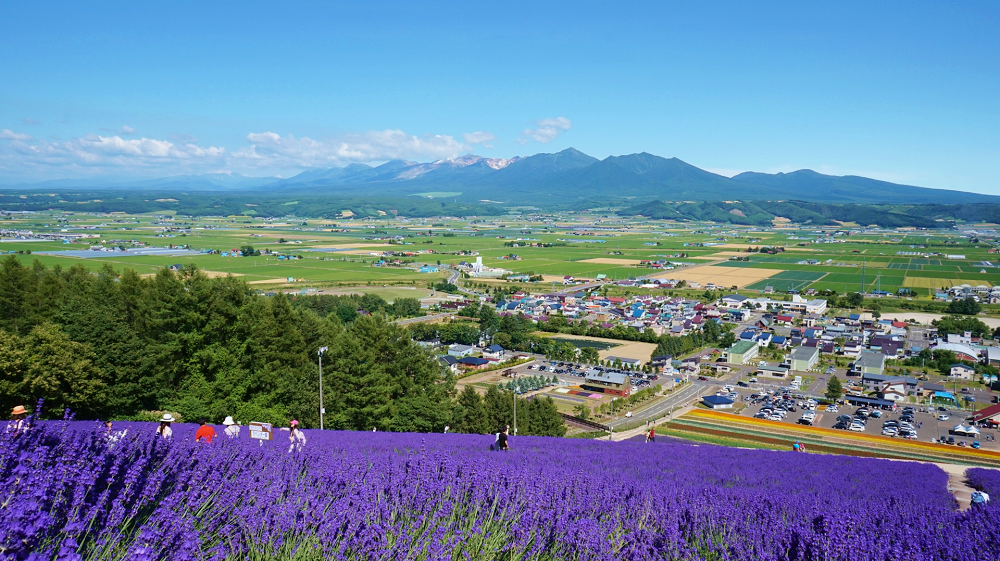 北星山ラベンダー園