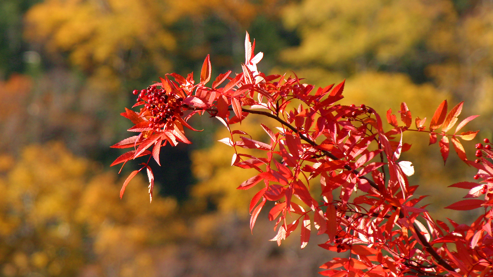 秋燃ゆる層雲峡温泉であなたのお越しをお待ちしております。