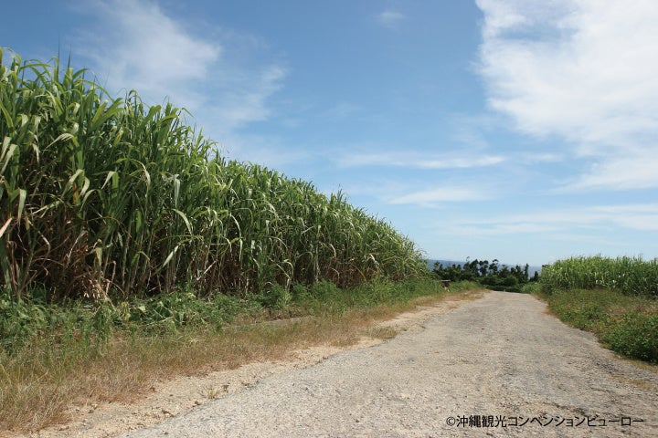 ©沖縄観光コンベンションビューロー