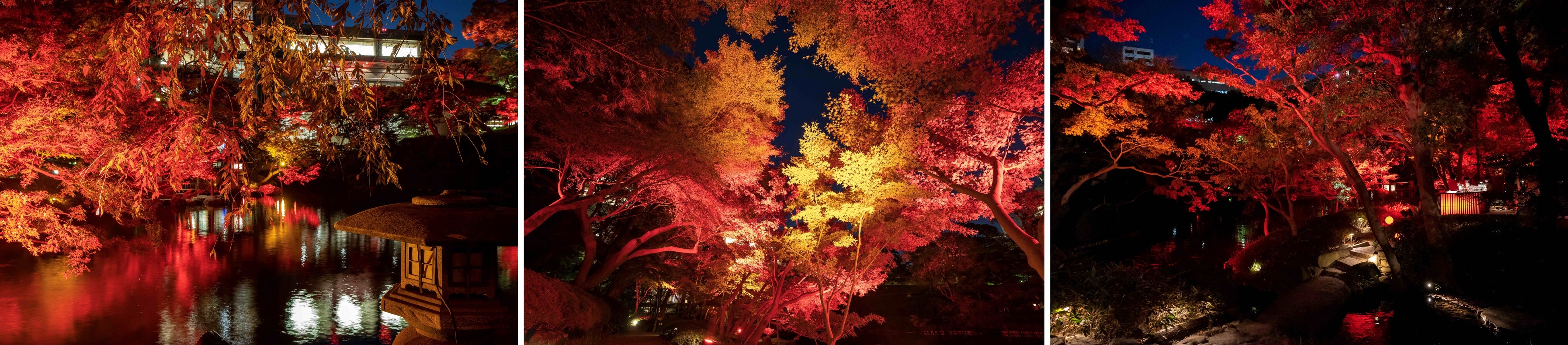 ※過去のライトアップの様子です