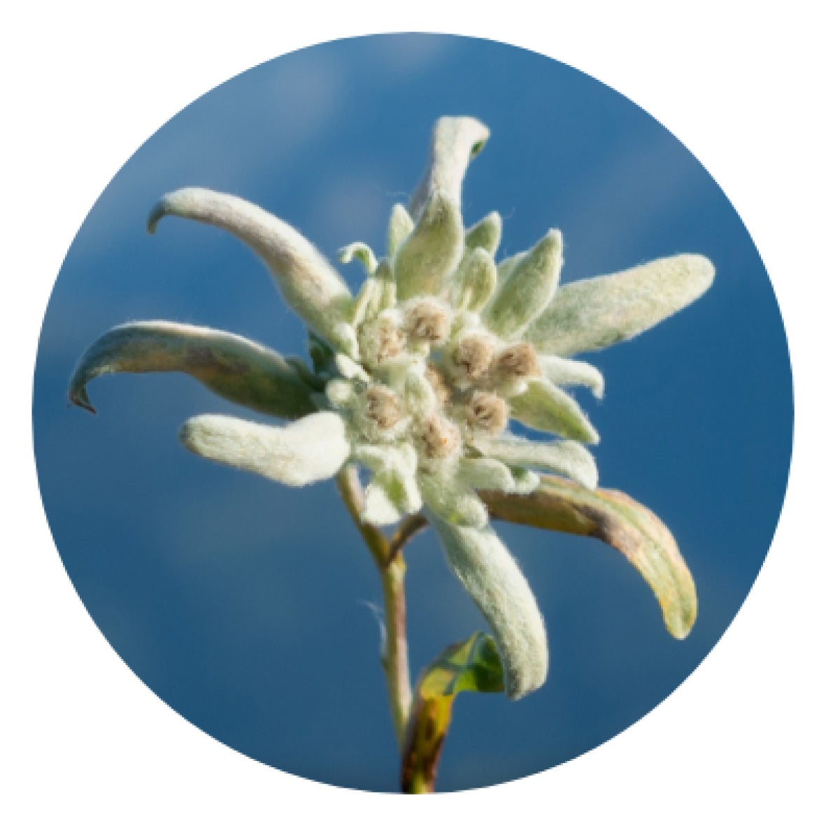 しなやかに弾むような肌へ 人気のスキンケア エーデルワイス シリーズに新アイテム登場 全製品ヴィーガン対応 22年12月26日 月 新発売 ザボディショップジャパン株式会社のプレスリリース