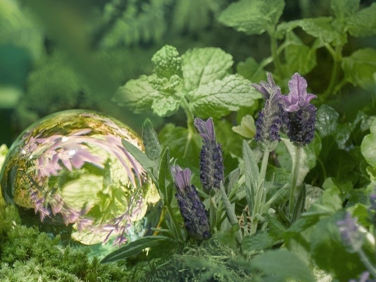 ラバンジンイメージ