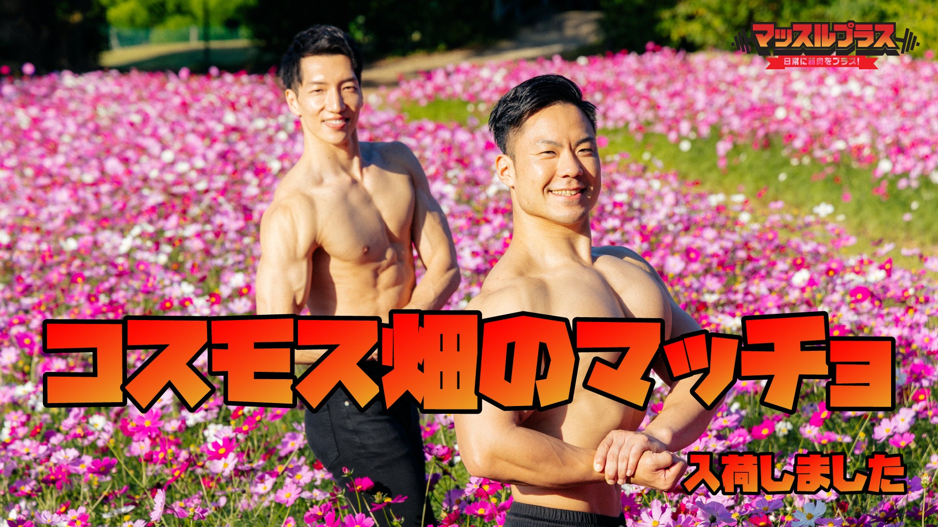 筋肉で地方創生 マッスルプラスがのこのしまアイランドパーク 福岡 とコラボ 新作マッチョフリー素材 コスモス畑のマッチョ を入荷しました 株式会社スマイルアカデミーのプレスリリース 筋肉で地方創生 マッスルプラスがのこのしまアイランドパーク 福岡 とコラボ 新作マッチョフリー素材 コスモス畑のマッチョ を入荷しました 株式会社スマイルアカデミーのプレスリリース