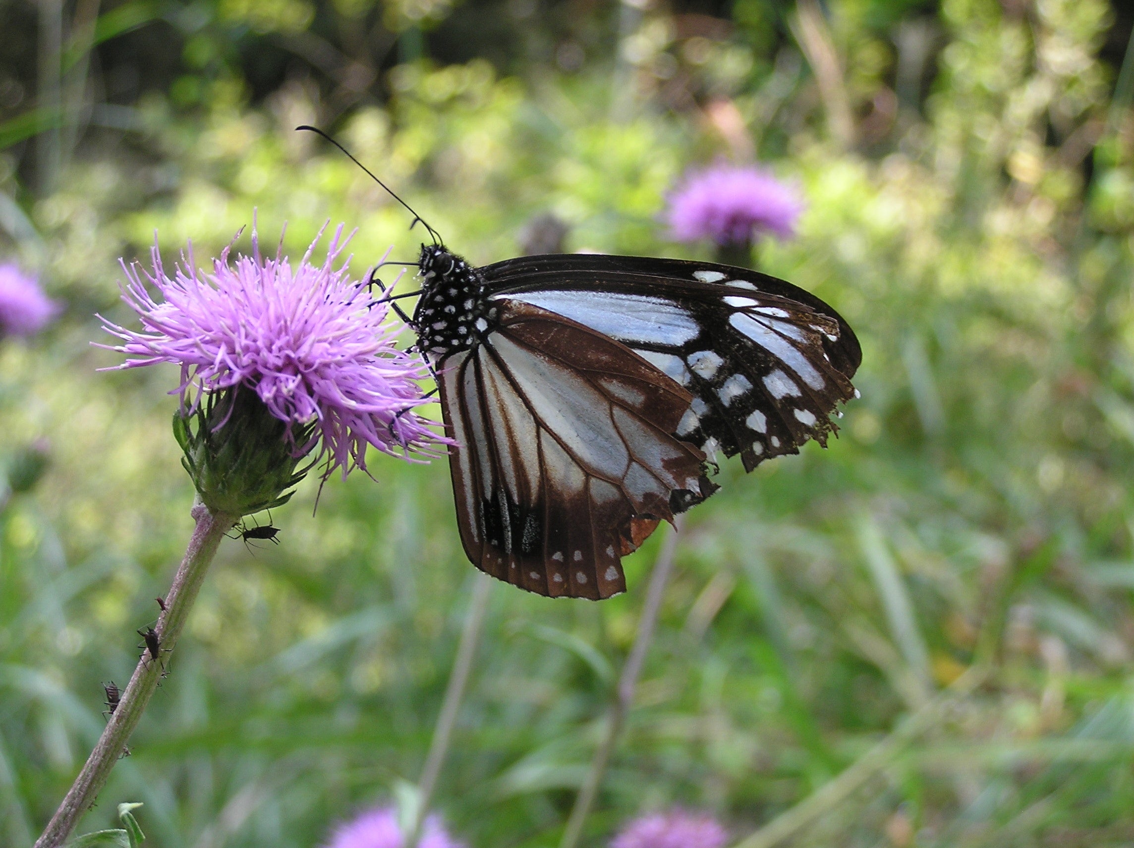 アサギマダラ　撮影：大石章氏　※画像単体での転用不可