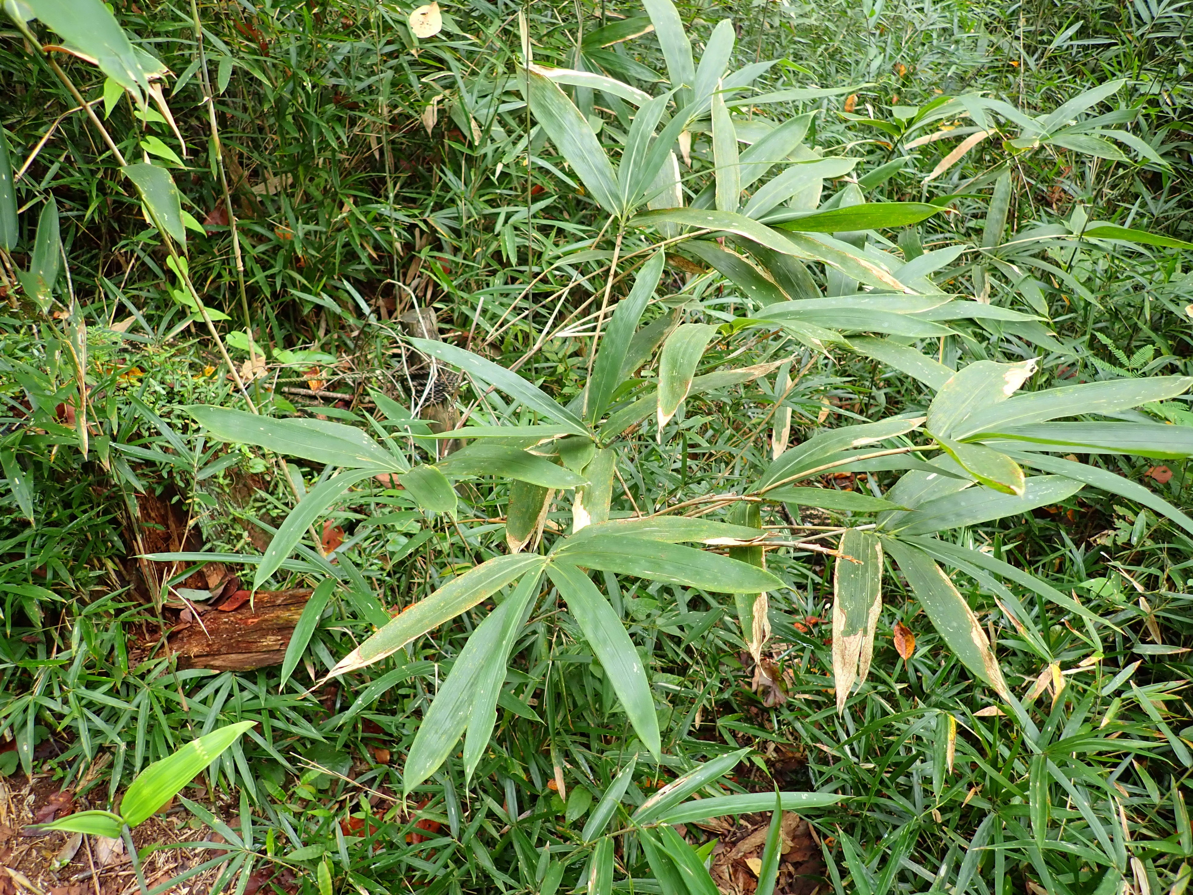 牧野富太郎により命名された埼玉県指定天然記念物のハンノウザサ