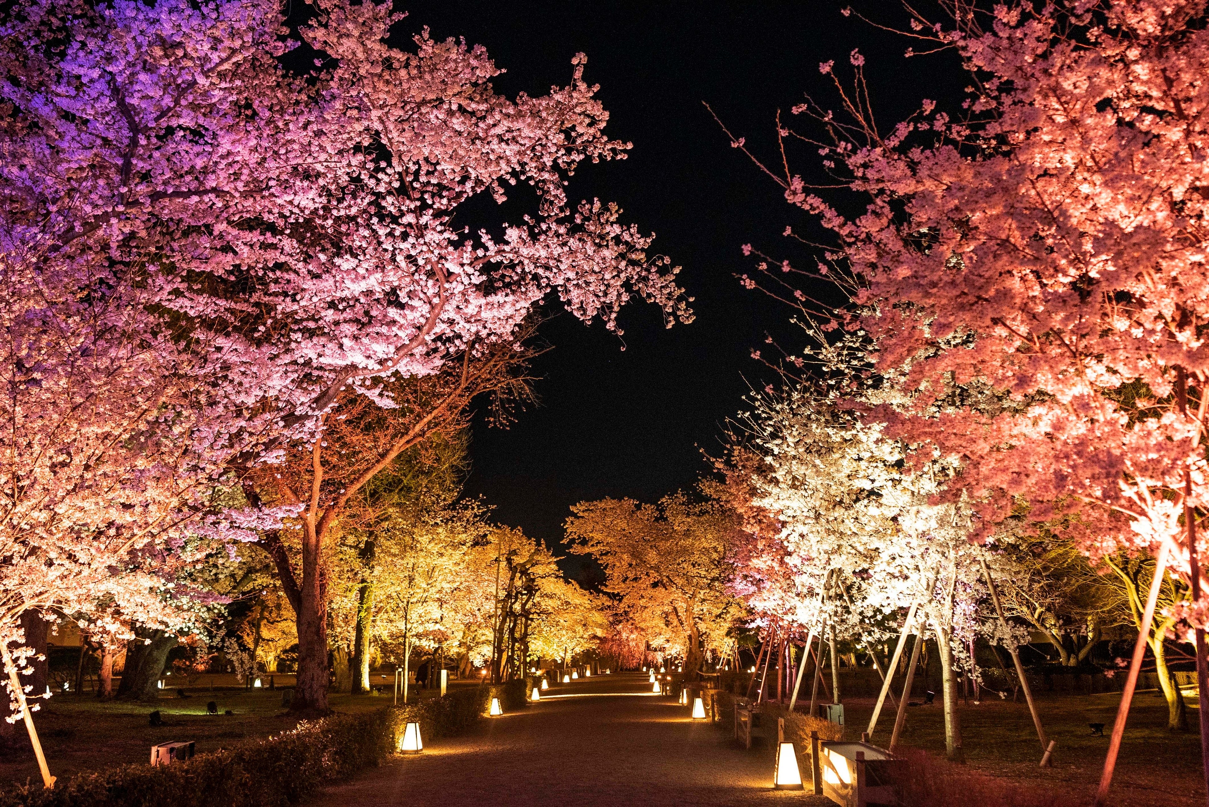 aroma ×NAKED FLOWERS 2023 桜 世界遺産・二条城】五感で巡る