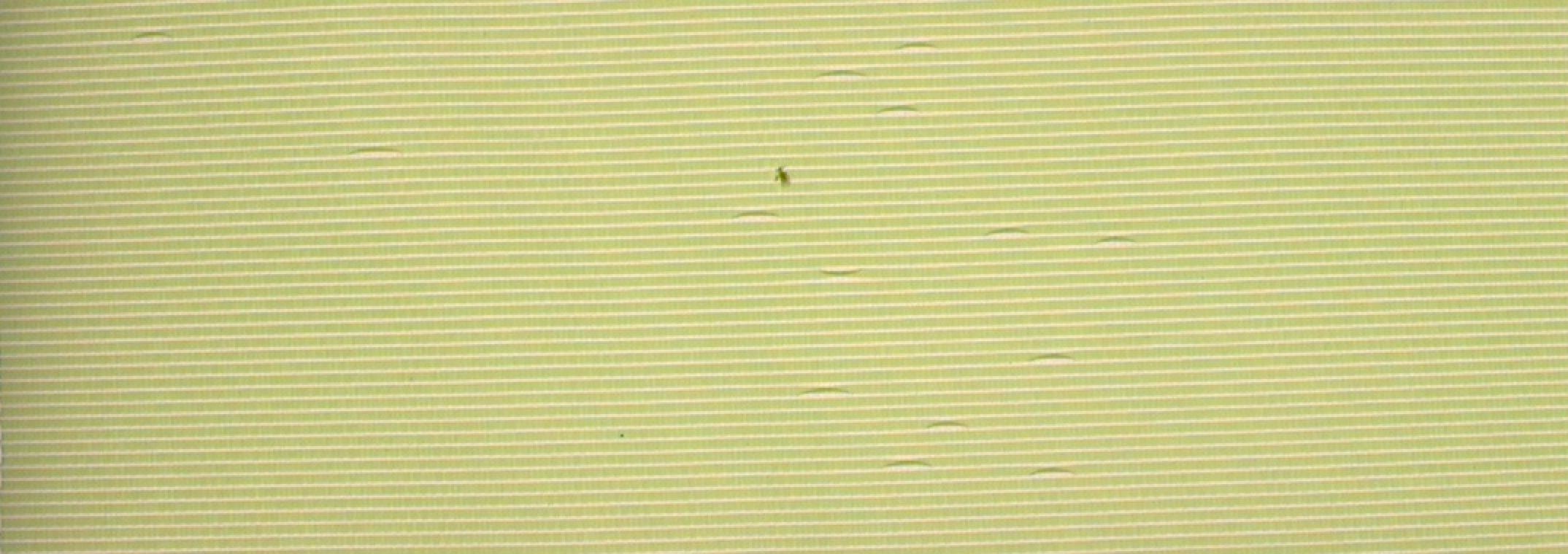 図3：異物撮像画像