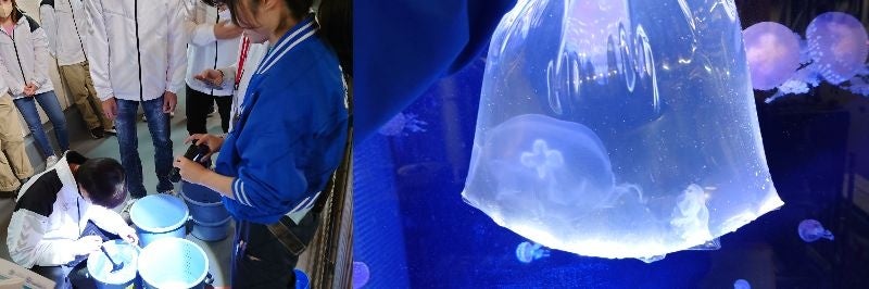 サンシャイン水族館 “クラゲの展示水槽 デビュー2025” 学生が育てたミズクラゲが大きくなってサンシャイン水族館でお披露目されます！