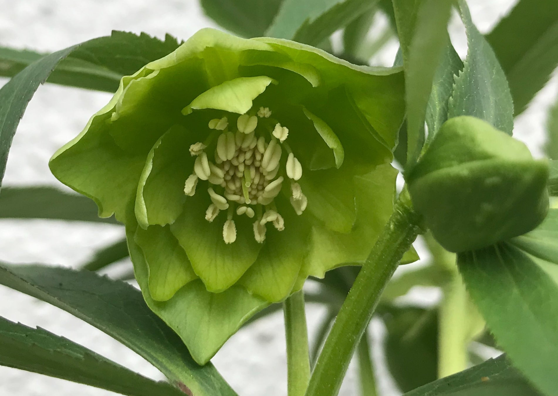 早春に咲く可憐な花々と クリスマスローズ の国内最大級本格展覧会 第回クリスマスローズの世界展 株式会社サンシャインシティのプレスリリース 早春に咲く可憐な花々と クリスマスローズ の国内最大級本格展覧会 第回クリスマスローズの世界展 株式会社サンシャインシティのプレスリリース