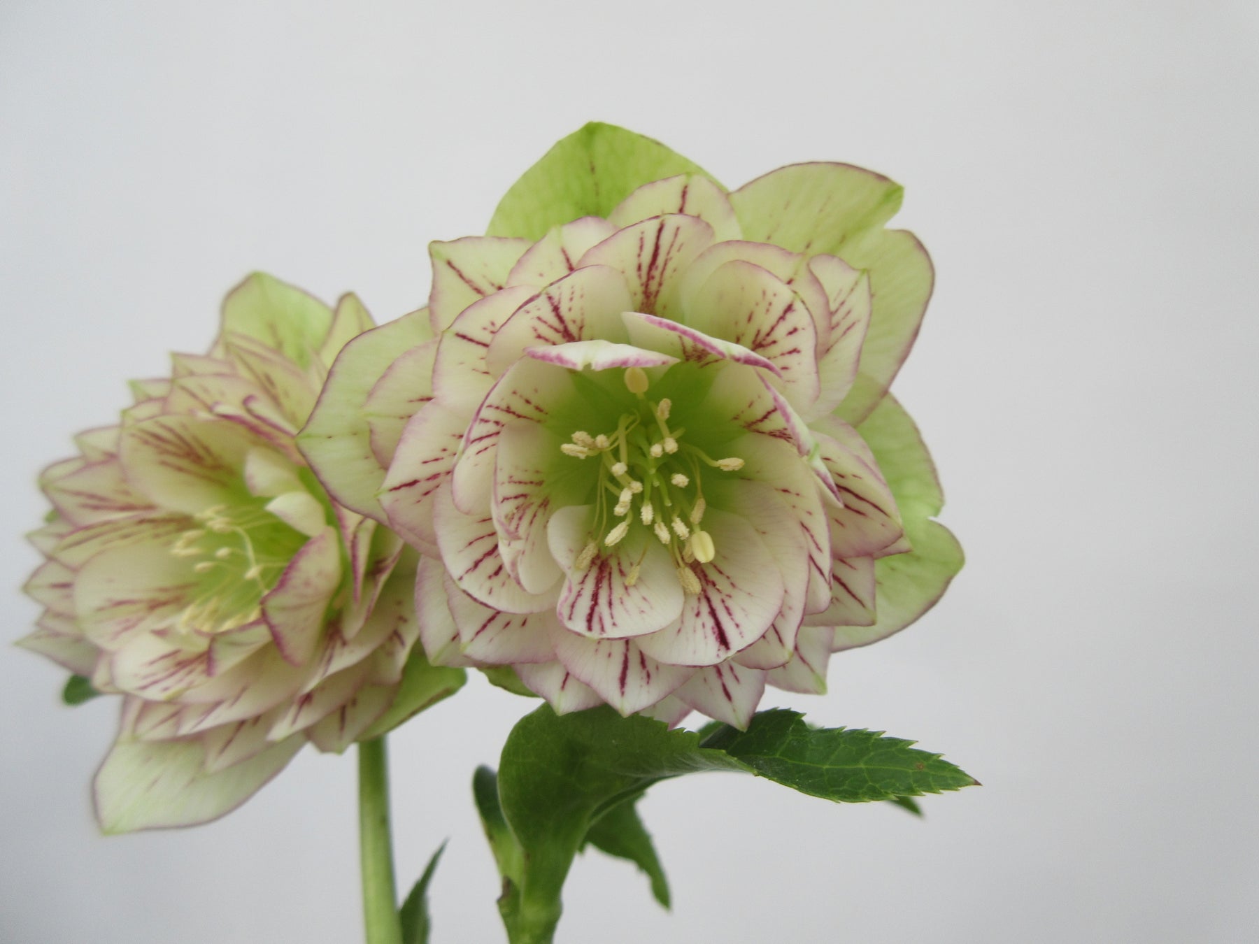 早春に咲く可憐な花々と クリスマスローズ の国内最大級本格展覧会 第回クリスマスローズの世界展 株式会社サンシャインシティのプレスリリース 早春に咲く可憐な花々と クリスマスローズ の国内最大級本格展覧会 第回クリスマスローズの世界展 株式会社サンシャインシティのプレスリリース