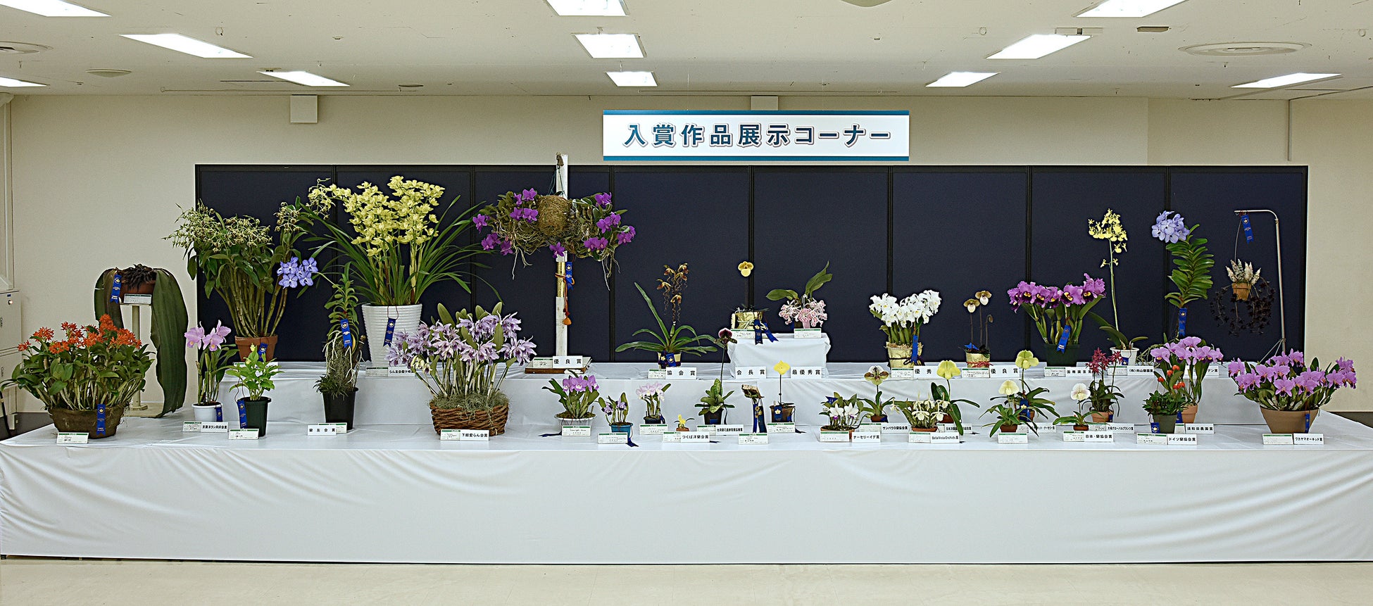 第61回全日本蘭協会洋らん展 サンシャインシティ世界のらん展22 もっともっと身近に蘭を 株式会社サンシャインシティのプレスリリース 第61回全日本蘭協会洋らん展 サンシャインシティ世界のらん展22 もっともっと身近に蘭を 株式会社サンシャインシティのプレスリリース