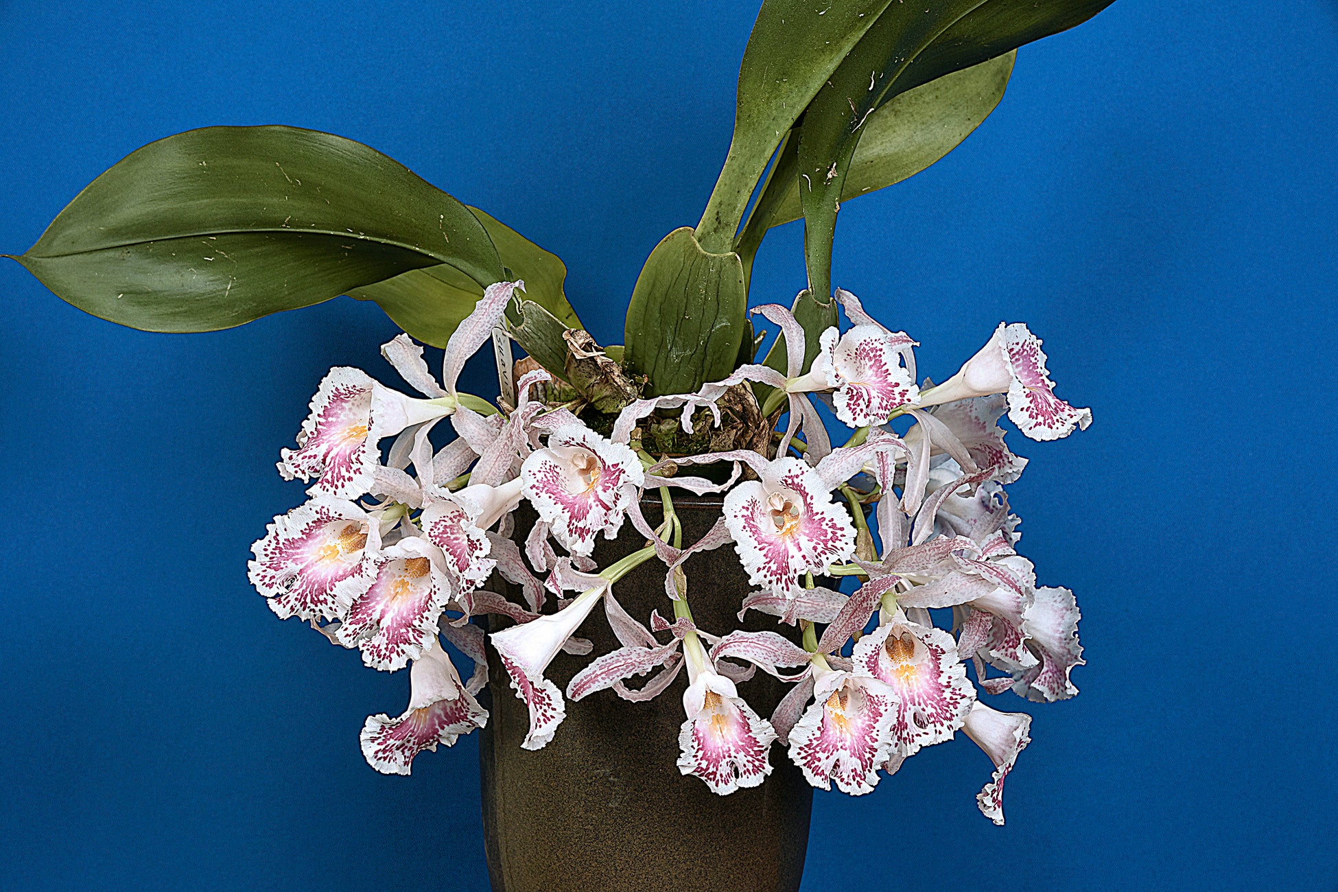 第61回全日本蘭協会洋らん展 サンシャインシティ世界のらん展22 もっともっと身近に蘭を 株式会社サンシャインシティのプレスリリース 第61回全日本蘭協会洋らん展 サンシャインシティ世界のらん展22 もっともっと身近に蘭を 株式会社サンシャインシティのプレスリリース