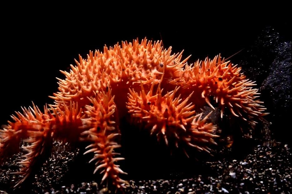 イガグリガニ (生体展示)