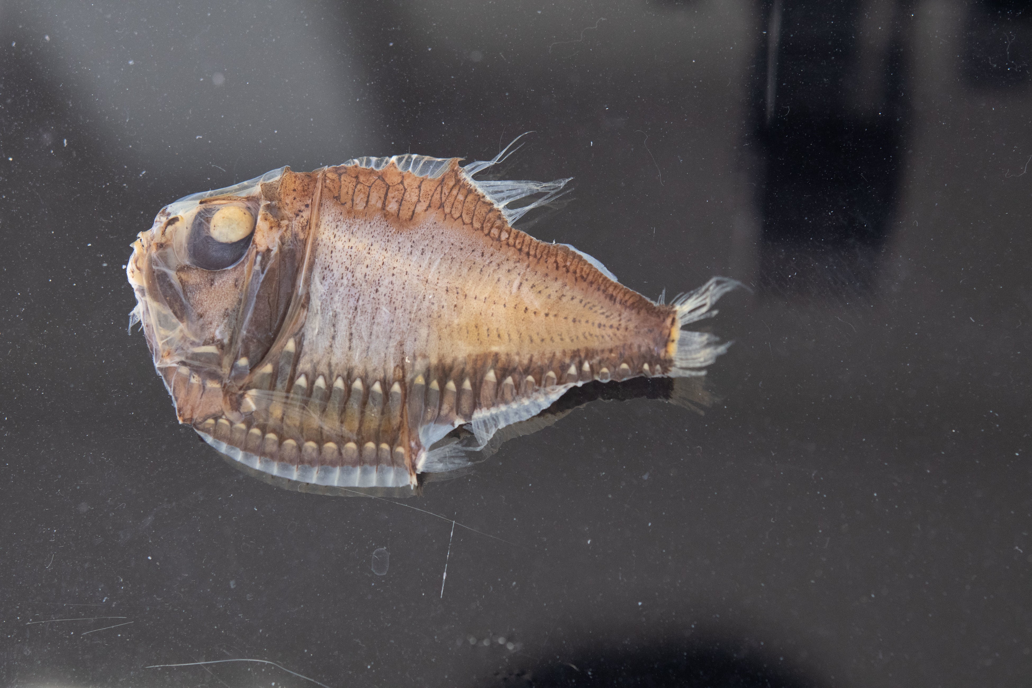 オオホウネンエソの仲間(液浸標本)