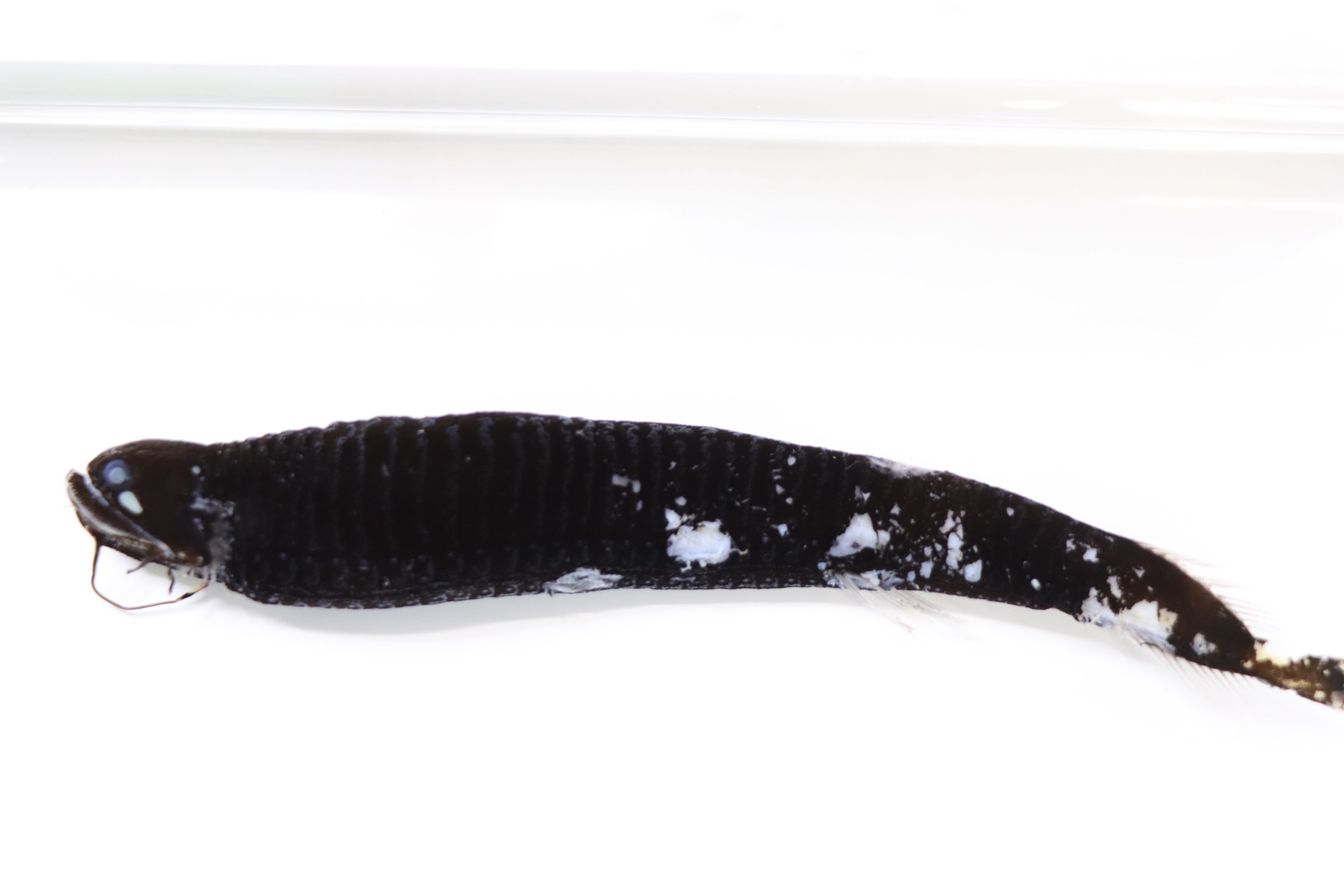 ワニトカゲギスの仲間(液浸標本)