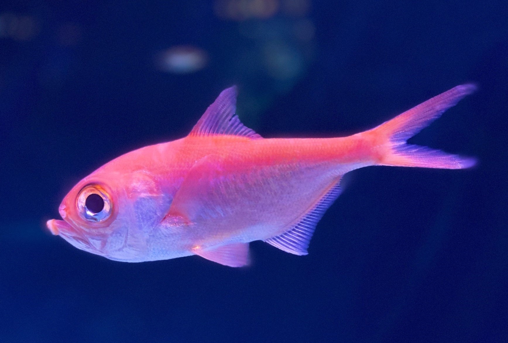 キンメダイ(生体展示)