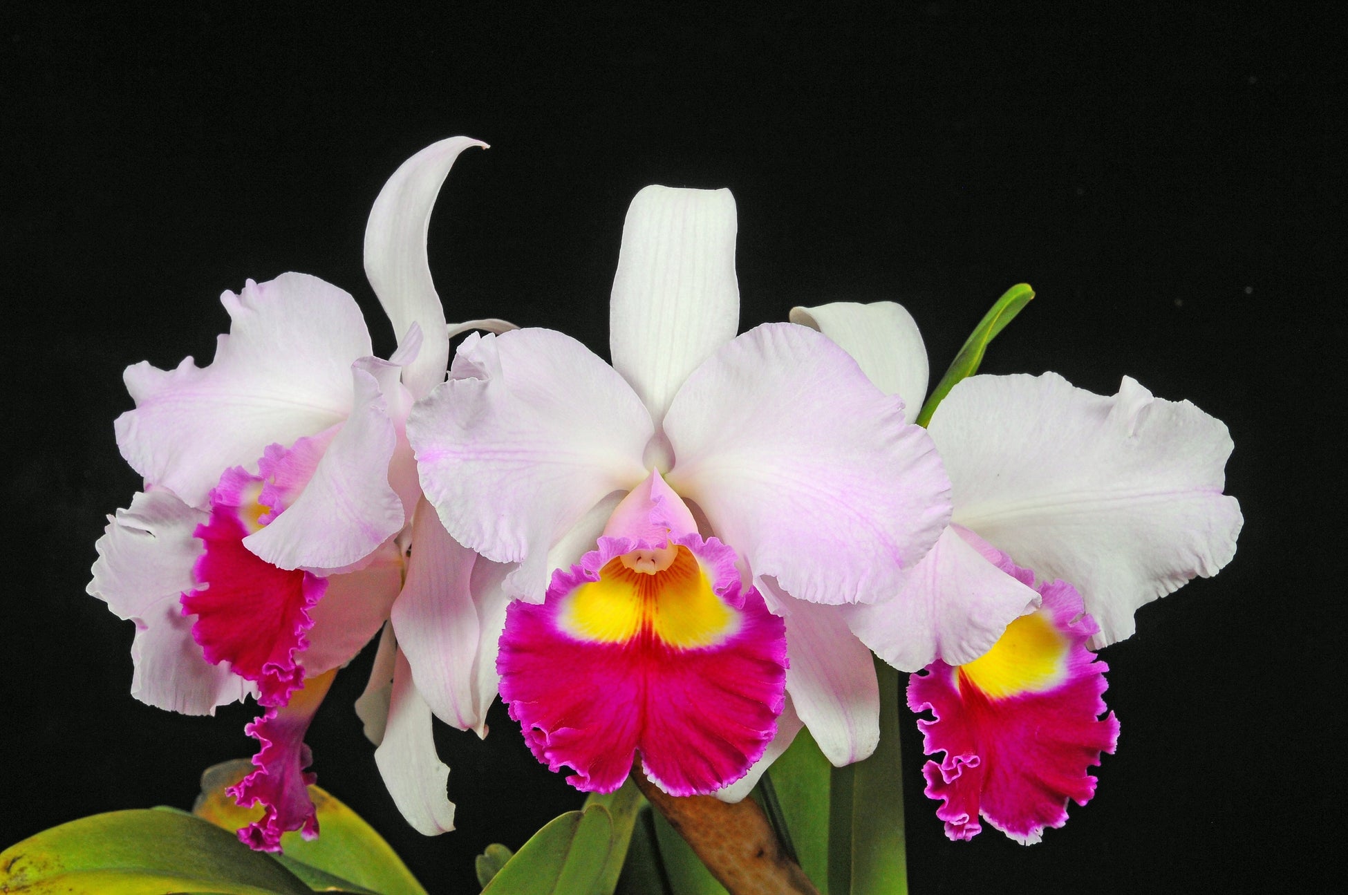 開花シーズン到来 様々な植物に出会える 冬のらん展 ボタニカルフェア22 サンシャインシティで初開催 株式会社サンシャインシティのプレスリリース 開花シーズン到来 様々な植物に出会える 冬のらん展 ボタニカルフェア22 サンシャインシティで初開催 株式会社サンシャインシティのプレスリリース