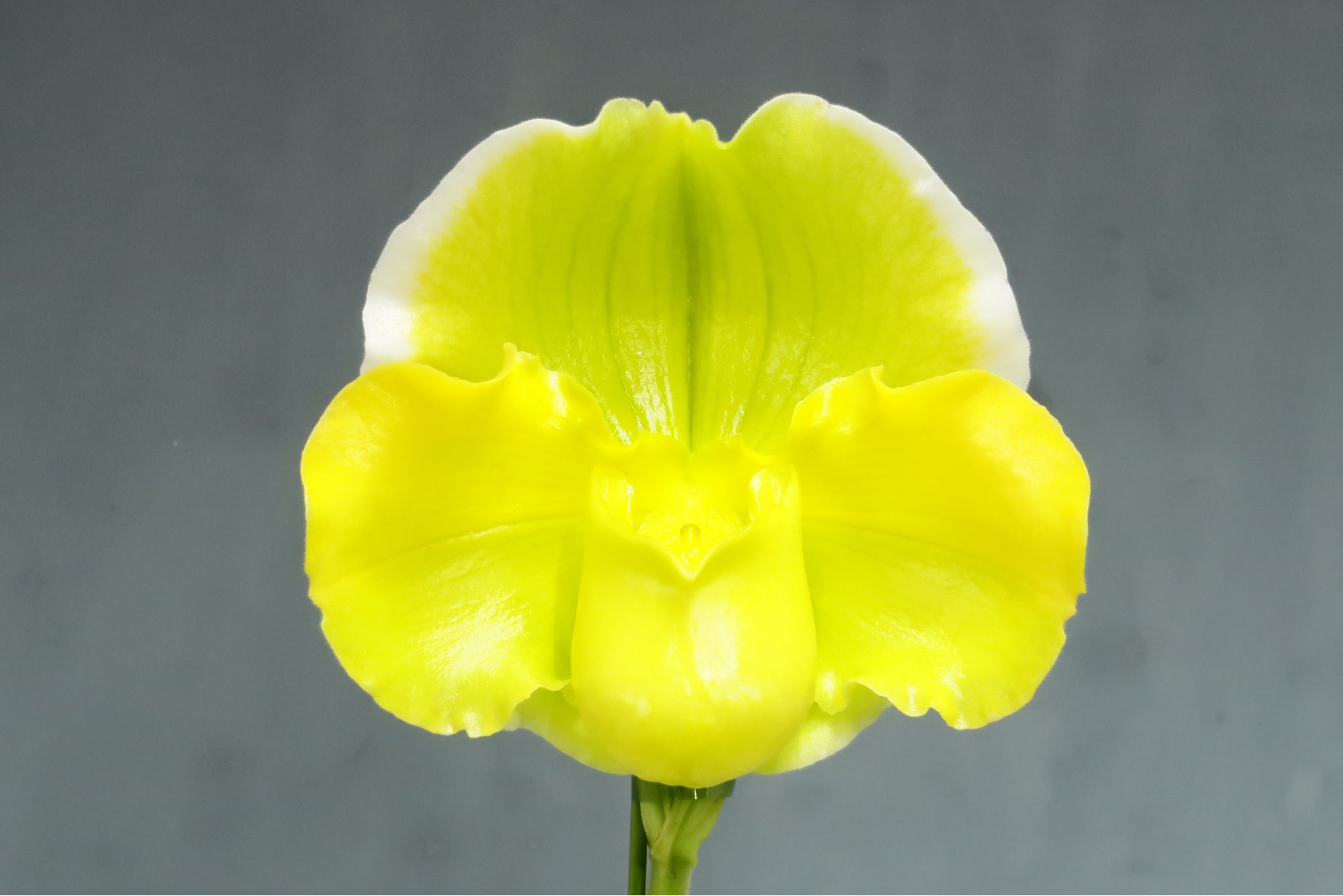 開花シーズン到来 様々な植物に出会える 冬のらん展 ボタニカルフェア22 サンシャインシティで初開催 株式会社サンシャインシティのプレスリリース 開花シーズン到来 様々な植物に出会える 冬のらん展 ボタニカルフェア22 サンシャインシティで初開催 株式会社サンシャインシティのプレスリリース