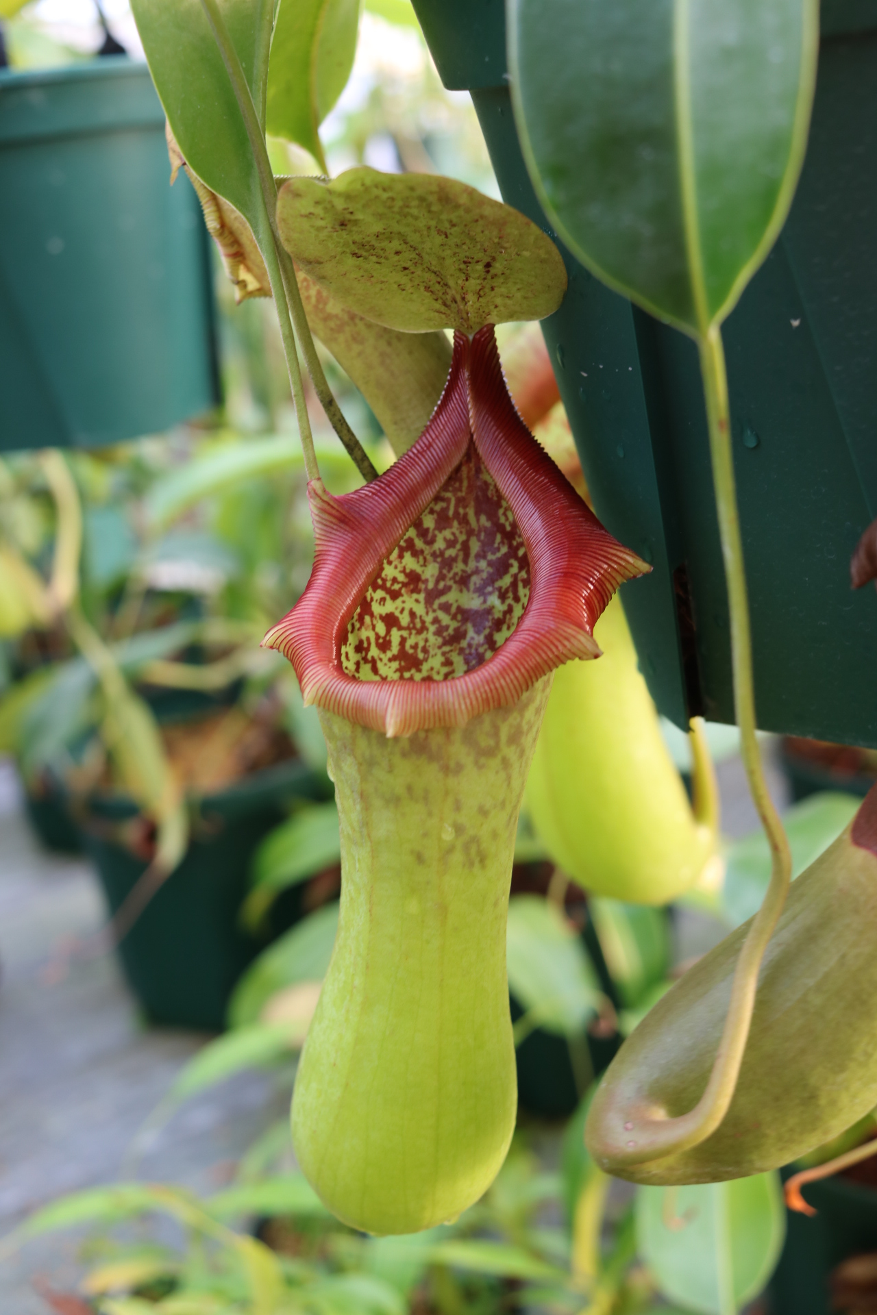 Nepenthes (ventricosa x truncata) （ネペンテス ベントリコーサ x トランカータ）
