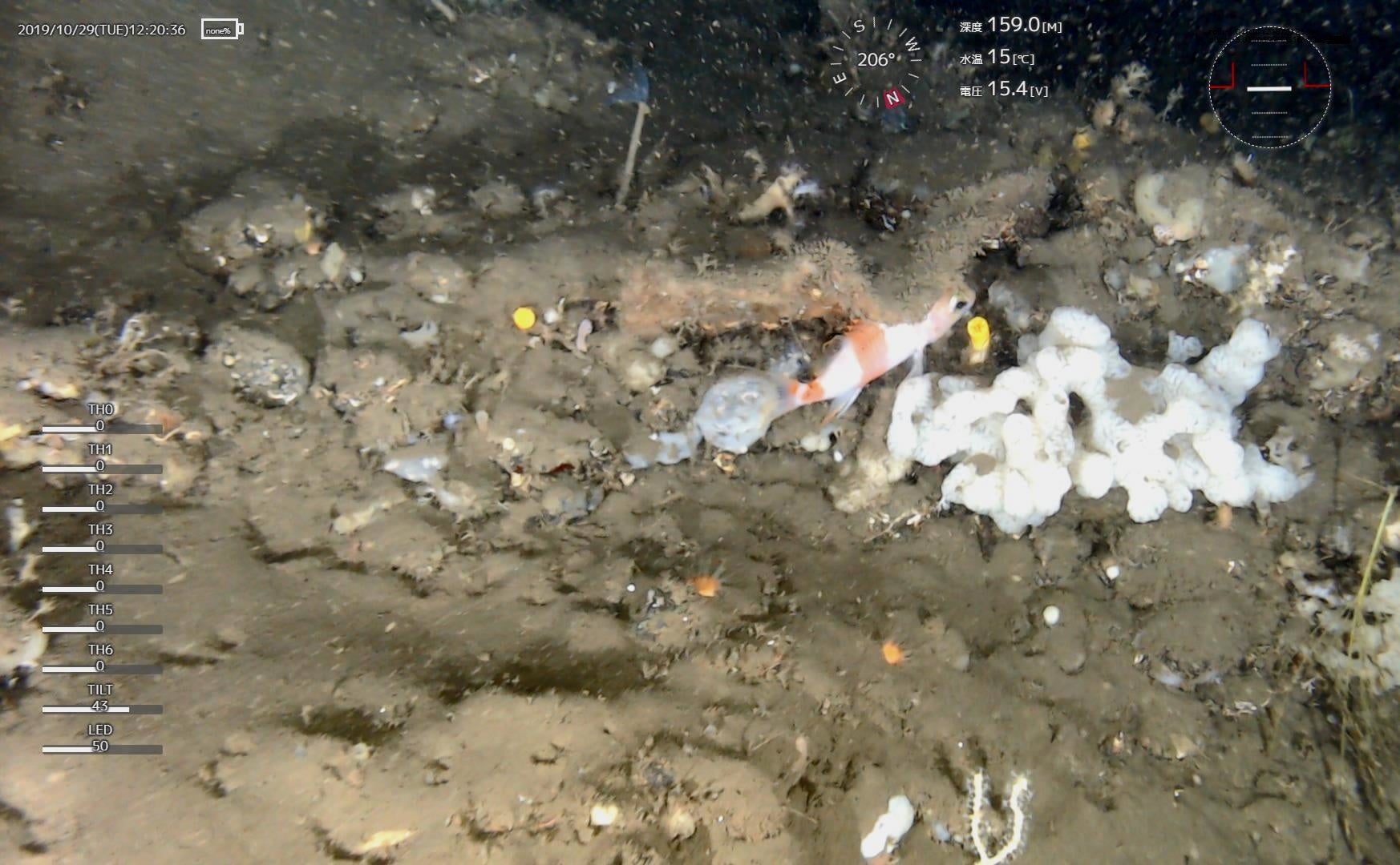 水中ドローンで撮影した映像