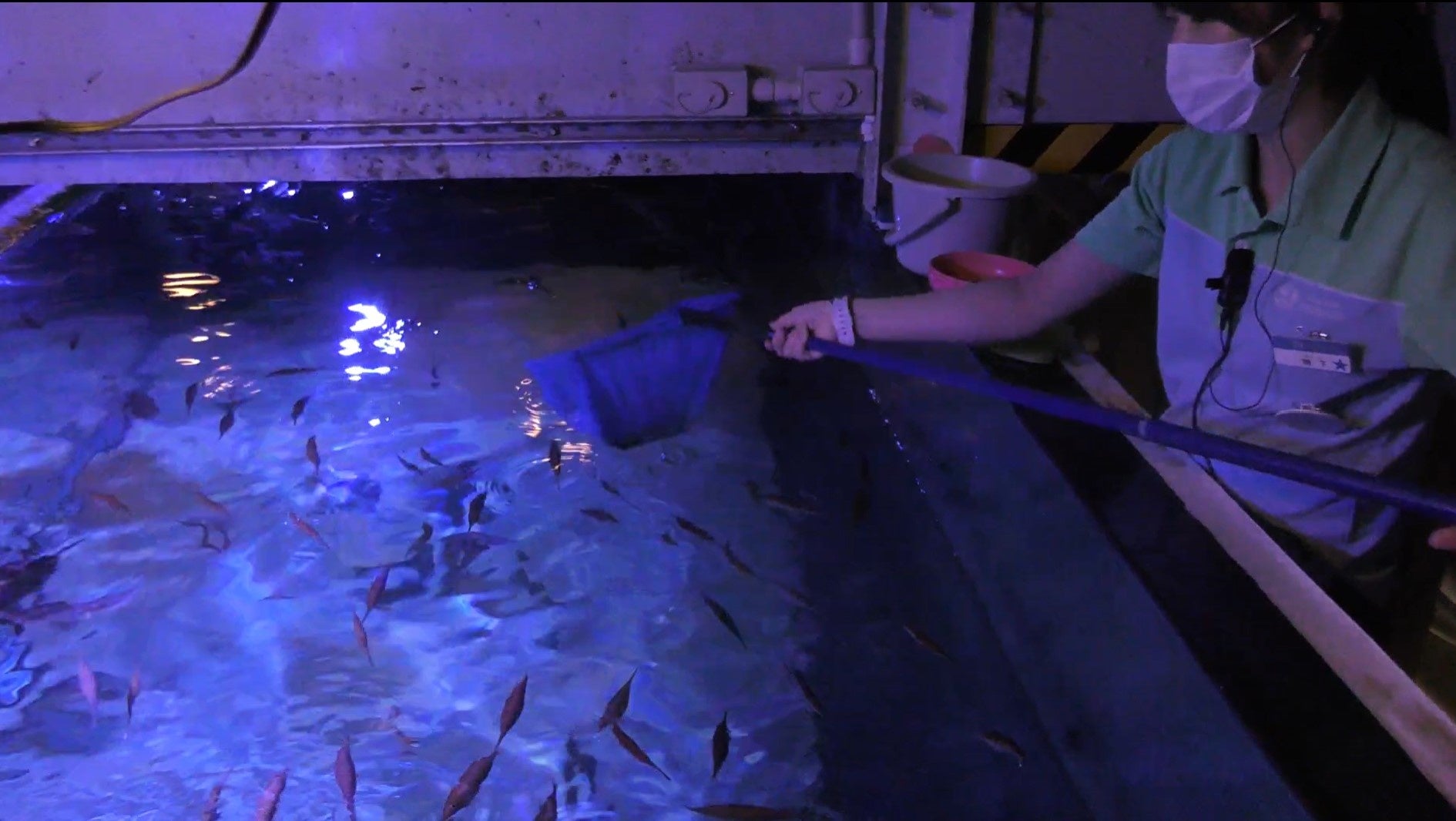 エサやりの様子