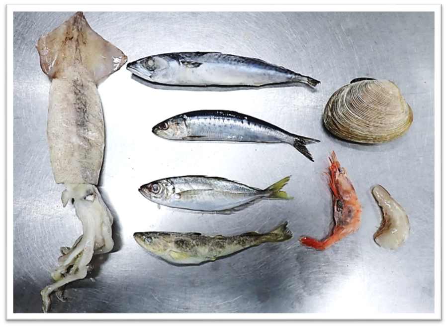 ゾウギンザメのエサ（切る前）