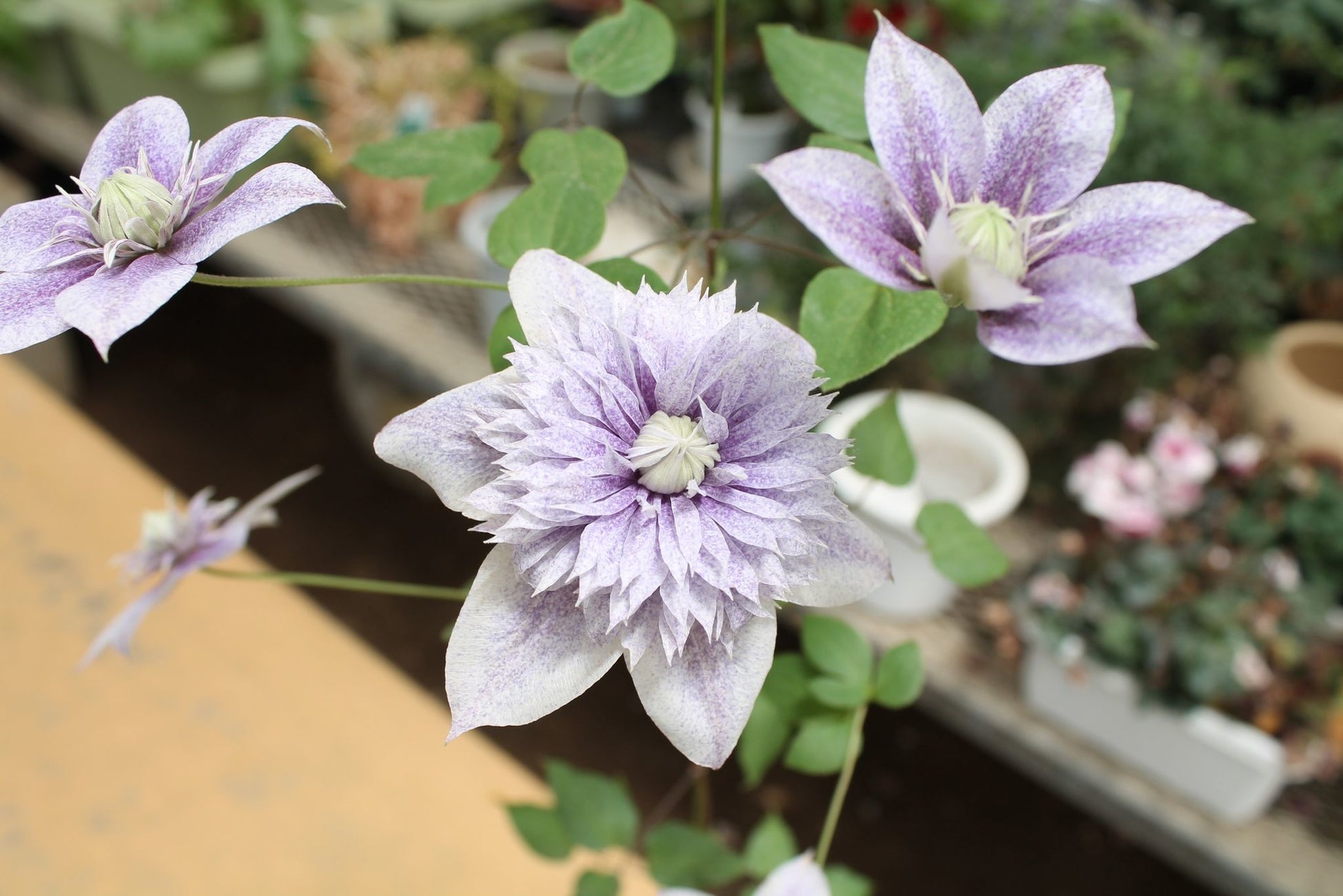 春の花々とクレマチス展 3月11日 金 12日 土 株式会社サンシャインシティのプレスリリース 春の花々とクレマチス展 3月11日 金 12日 土 株式会社サンシャインシティのプレスリリース