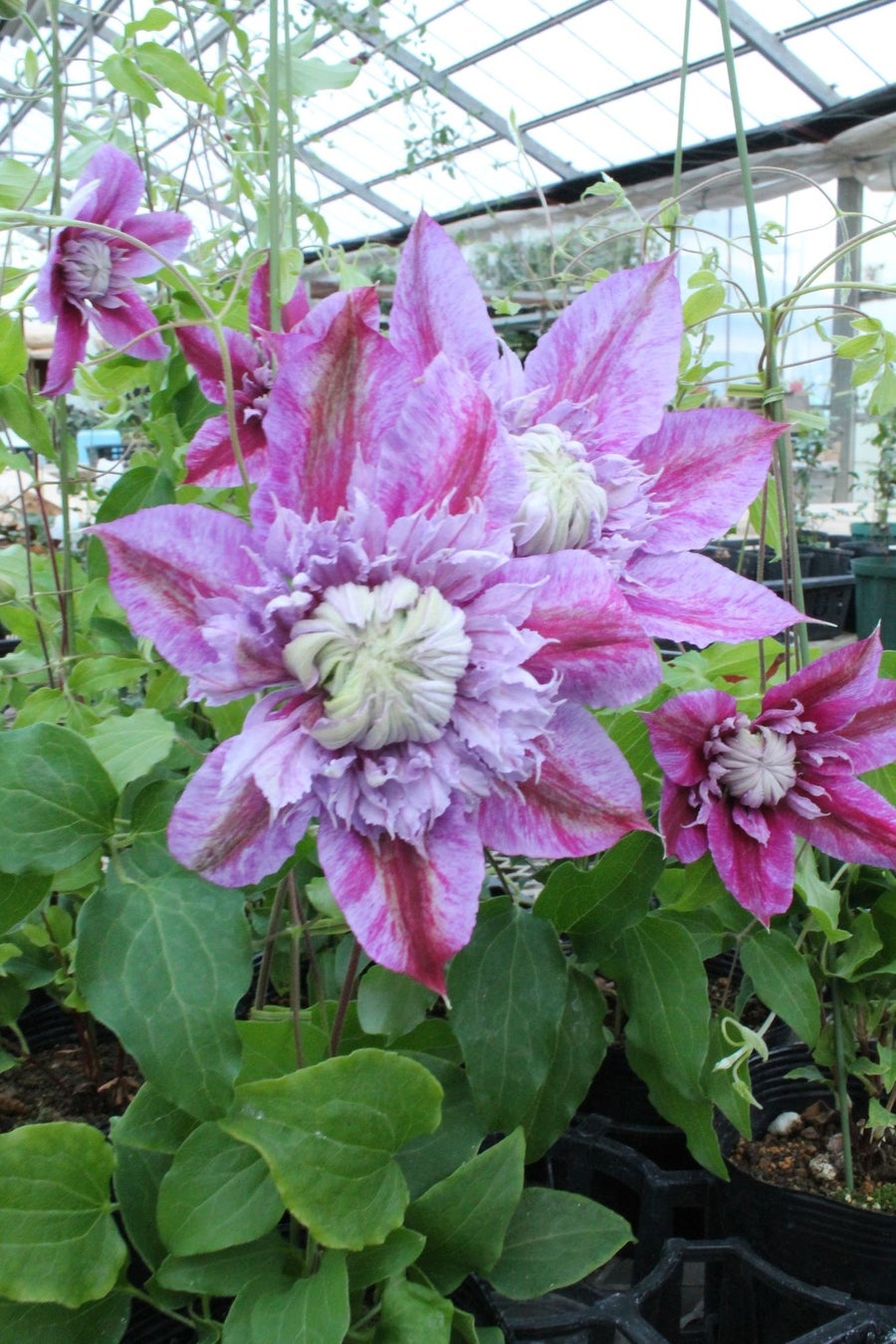 春の花々とクレマチス展 3月11日 金 12日 土 株式会社サンシャインシティのプレスリリース 春の花々とクレマチス展 3月11日 金 12日 土 株式会社サンシャインシティのプレスリリース