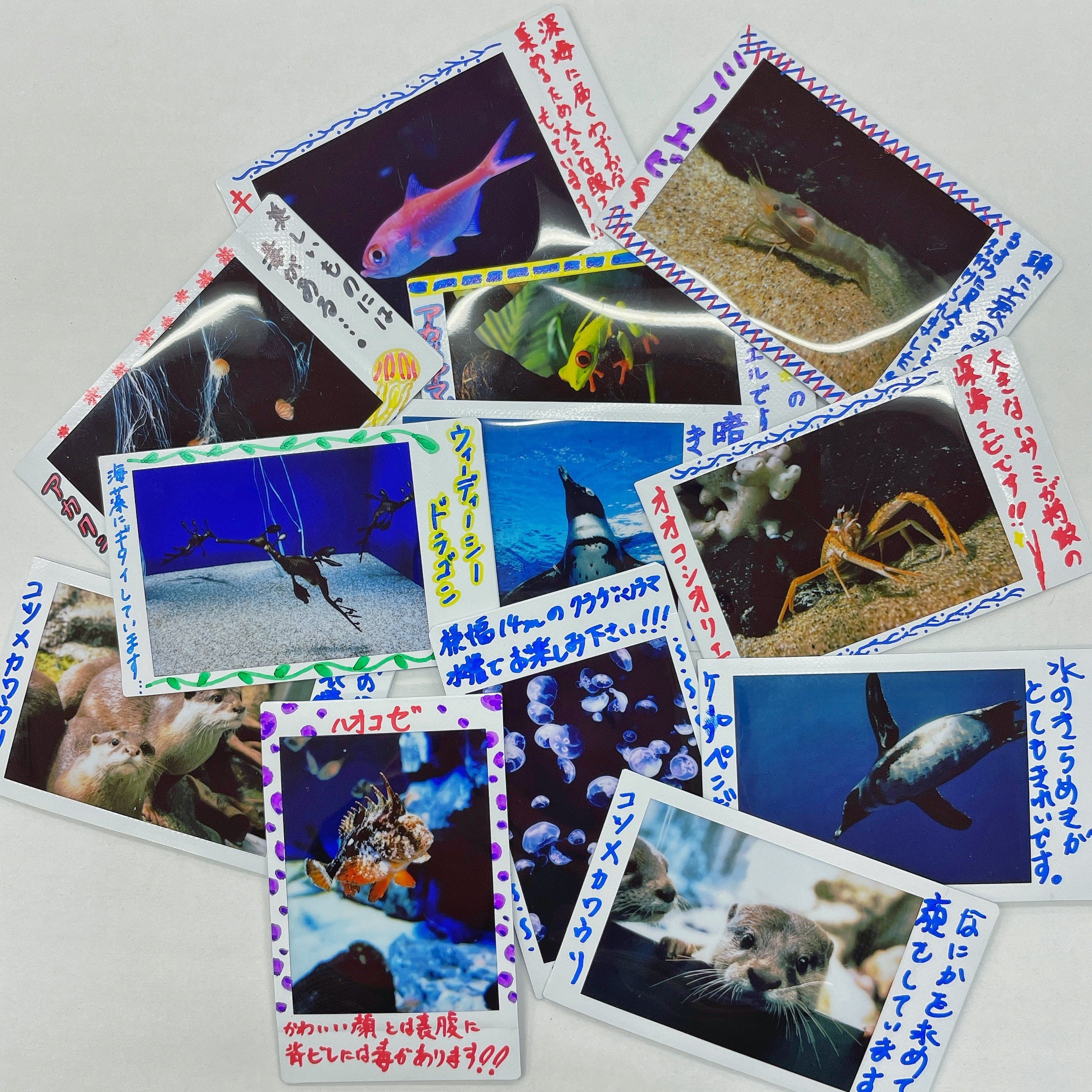 サンキューバッグに1枚入っている 飼育スタッフが撮影したスナップ写真