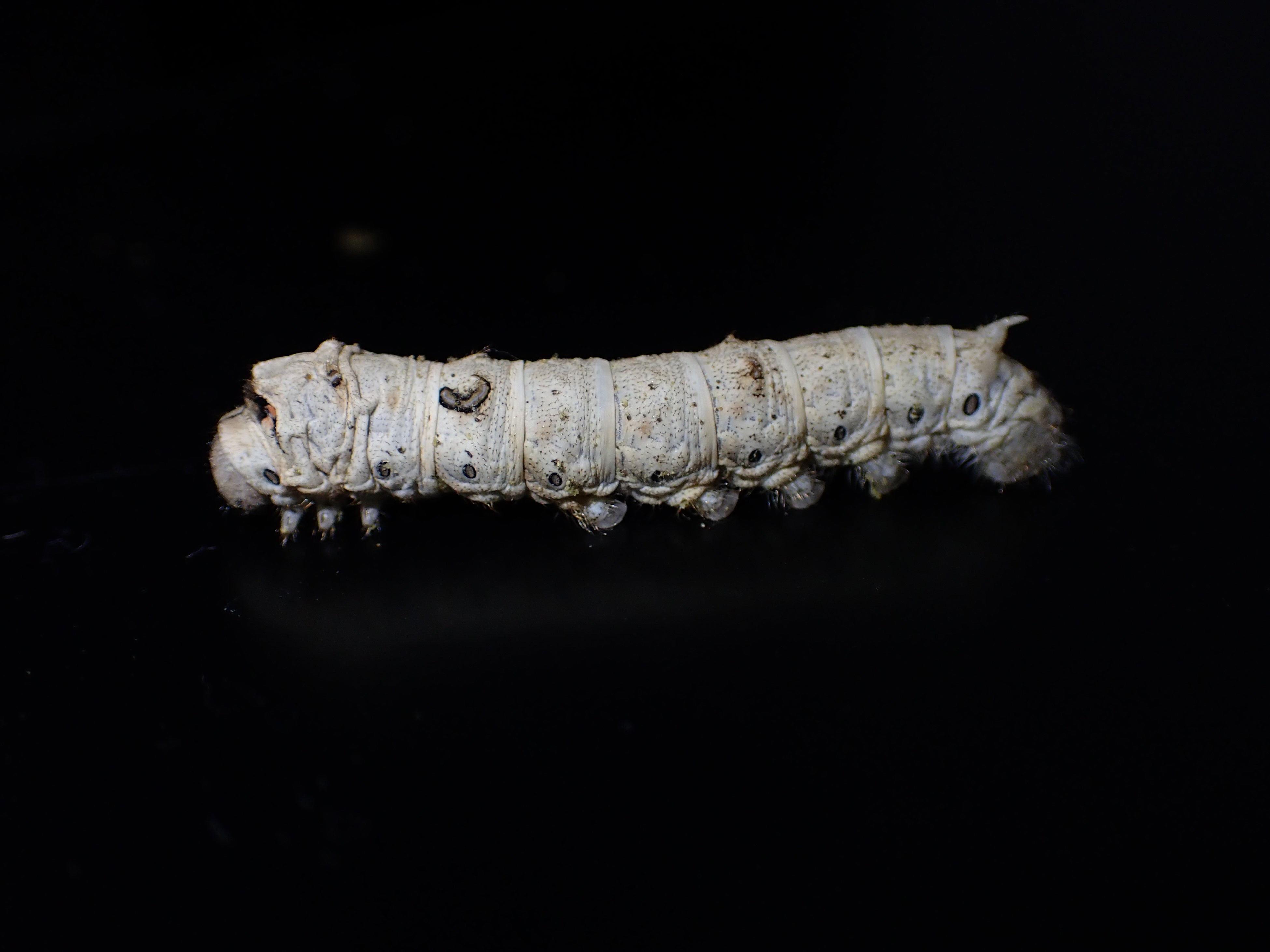 カイコガ＜生態展示あり＞