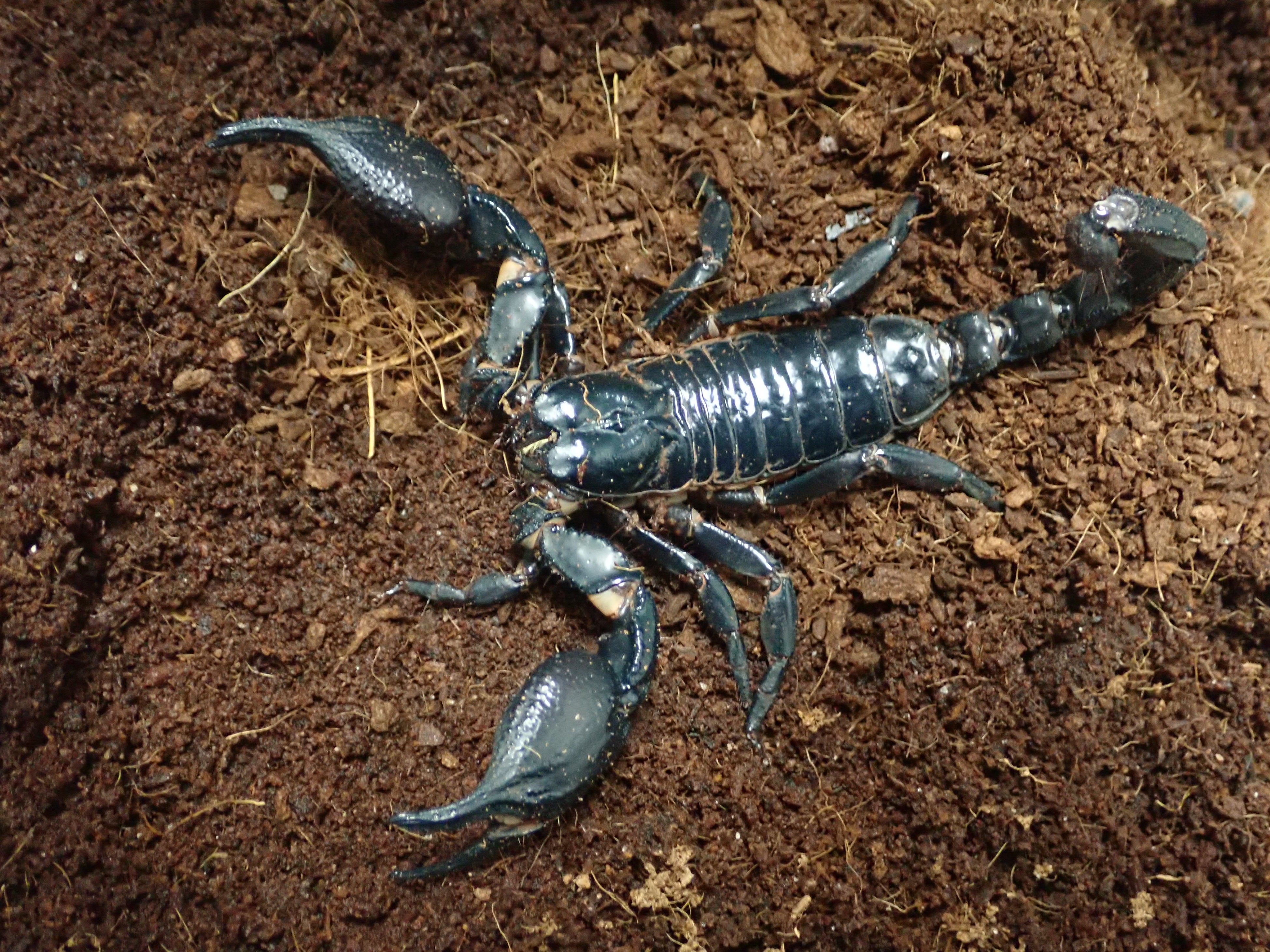 お味も、効能も、スゴイやつ！ チャグロサソリ＜生態展示あり＞