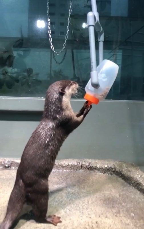 はちみつボトルフィーダー