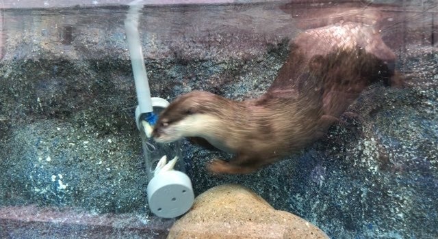 水中の透明筒フィーダー