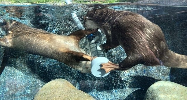 水中の透明アクリル筒フィーダーからエサを取り出すカワウソ