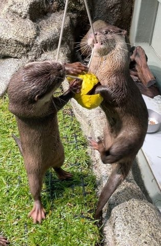 かぼちゃフィーダー