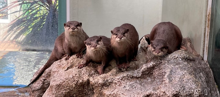 水族館 いきものを深堀り 発見がいっぱい いきものディスカバリー通信vol 10 コツメカワウソの フィーダー 株式会社サンシャイン シティのプレスリリース 水族館 いきものを深堀り 発見がいっぱい いきものディスカバリー通信vol 10 コツメカワウソの フィーダー 株式会社サンシャイン シティのプレスリリース
