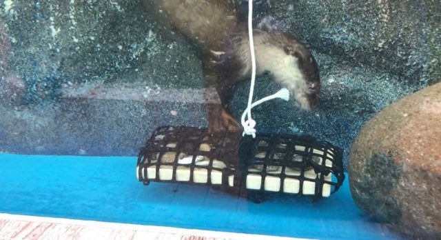 水中のネットフィーダー