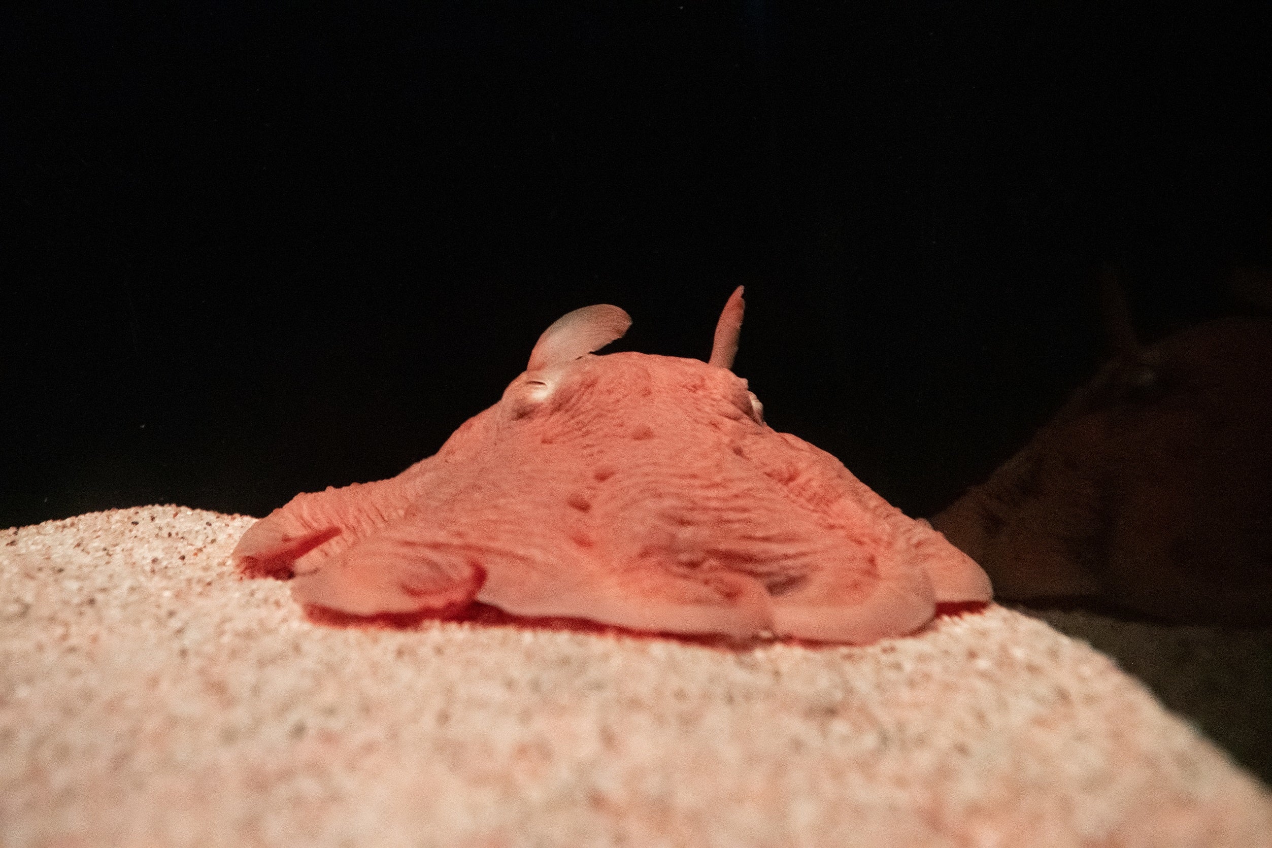 サンシャイン水族館飼育「メンダコ」死亡のお知らせ 国内最長展示76